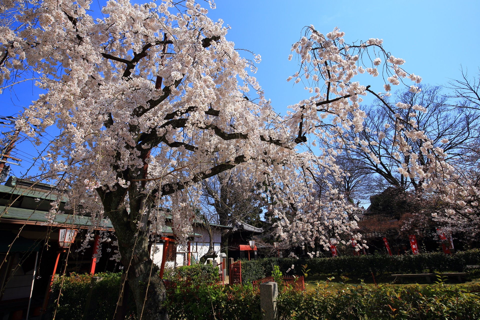 Kyoto Choken-ji Temple weeping cherry tree