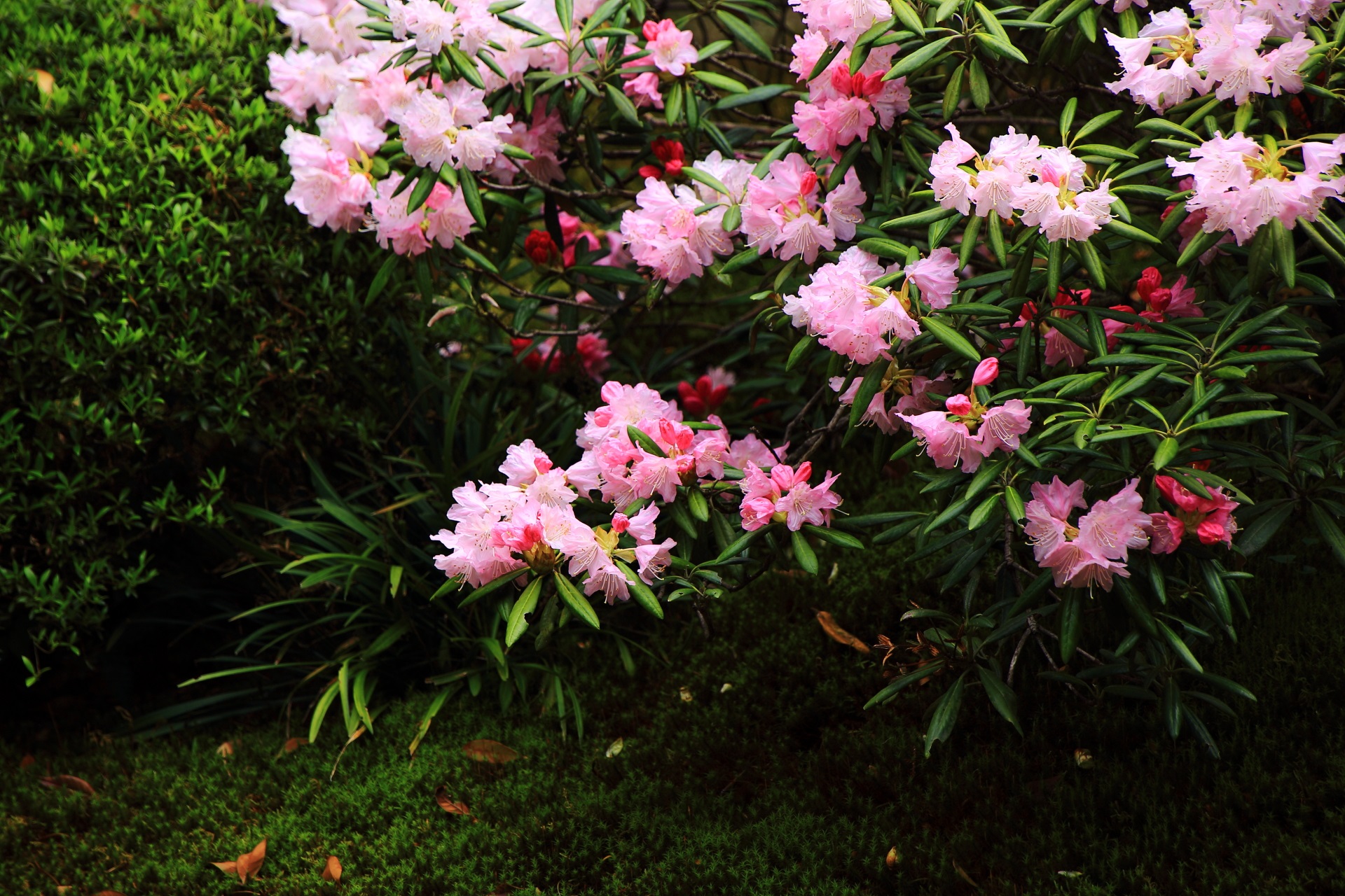 華やかなピンクの石楠花の花