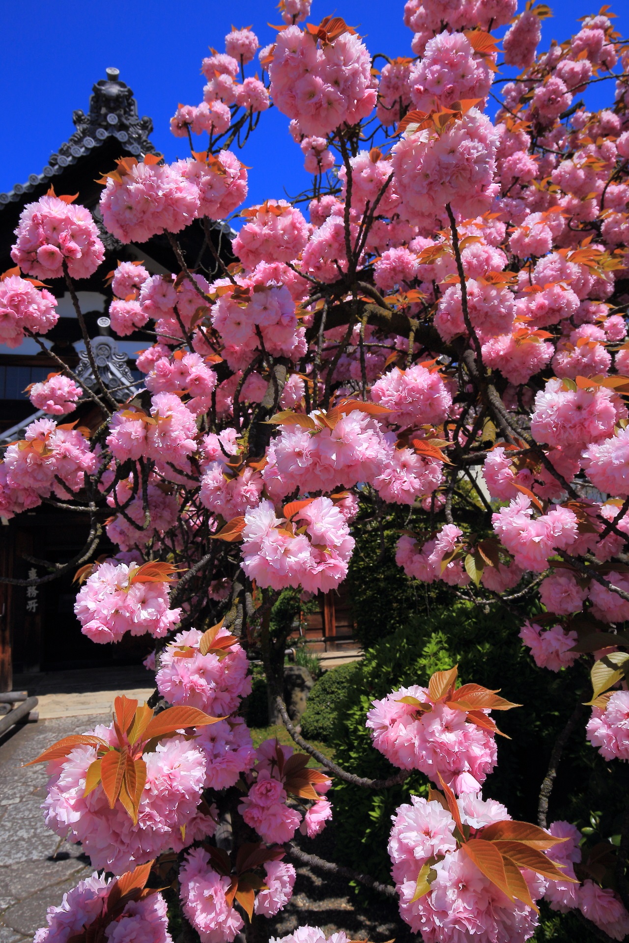 妙蓮寺の素晴らしい桜と青空