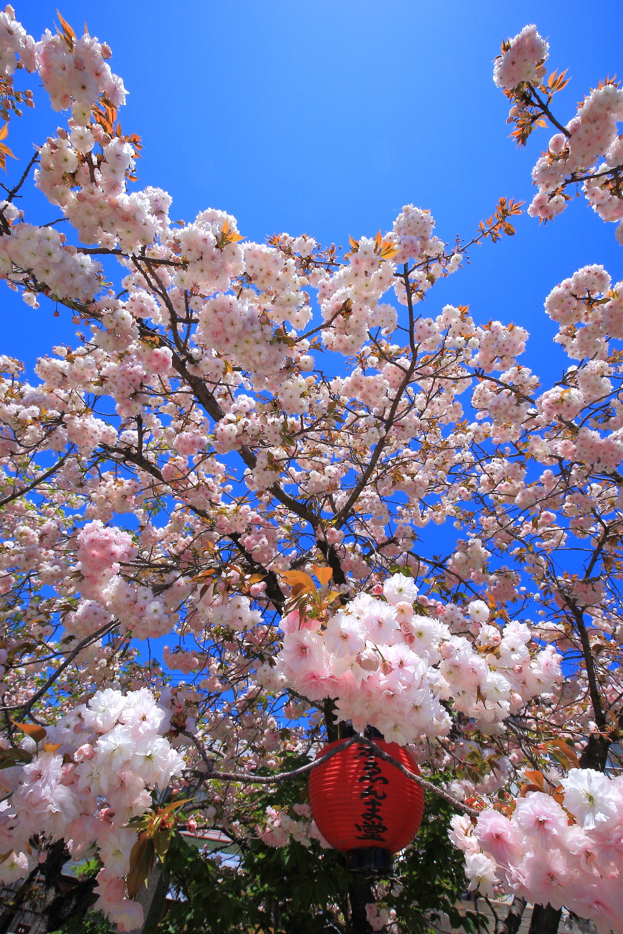 Kyoto Senbon-Enma-do Temple double cherry blossoms