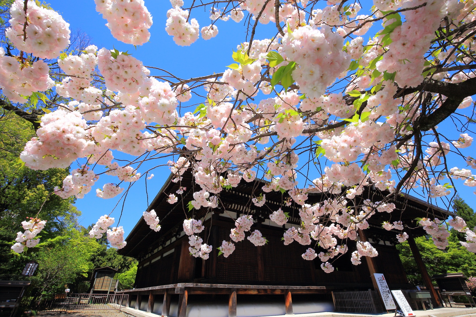 本堂を背景にした最高の青空に映える華やかな桜