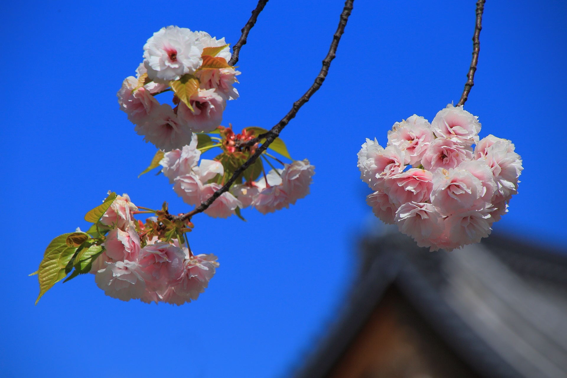 花びら一枚一枚は繊細な満開の八重桜