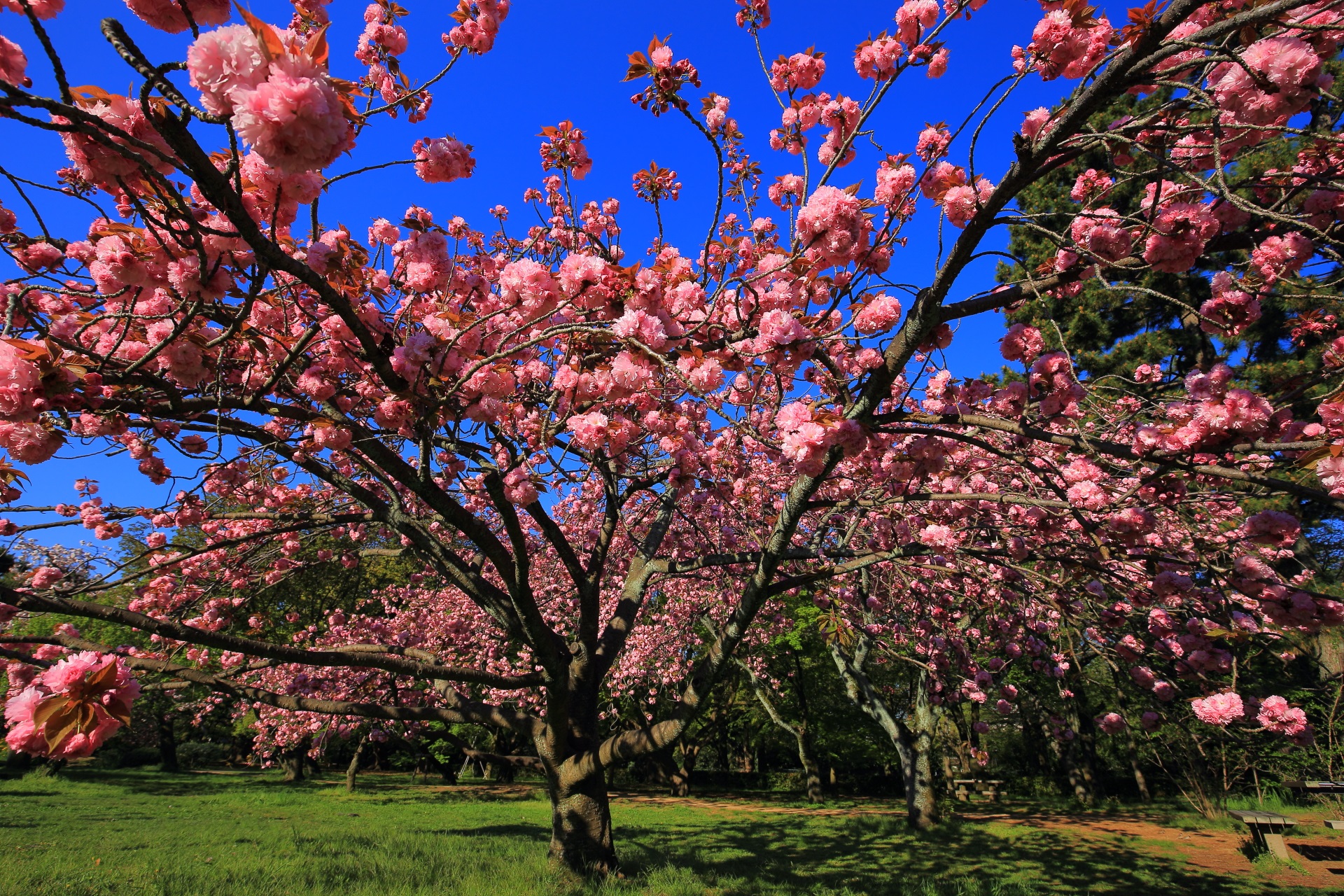 今にも飛び立ちそうな京都御苑の桜