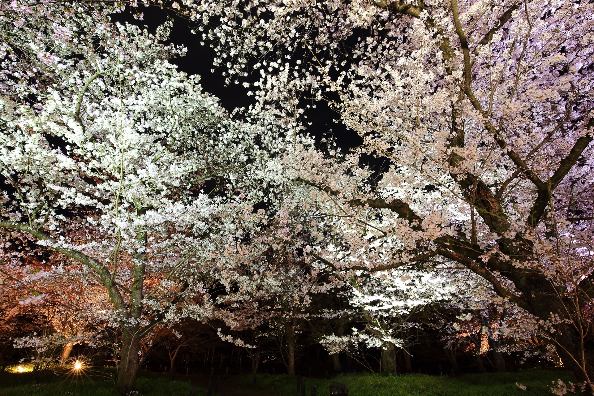 大きなソメイヨシノがたくさんある華やかで迫力の夜桜