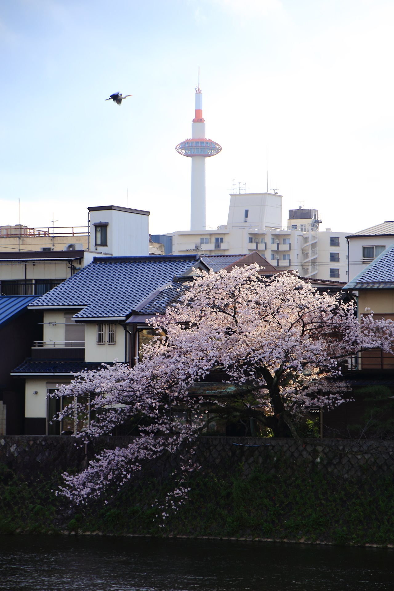 鴨川の桜と京都タワーと鷺