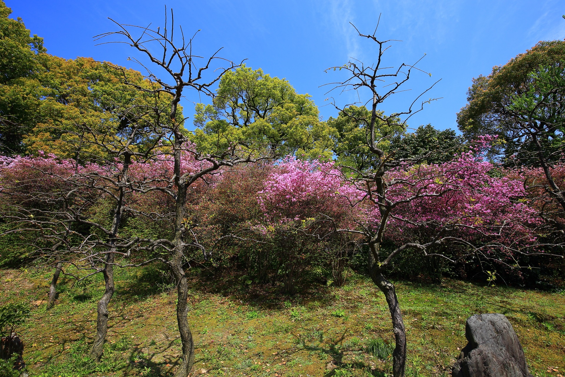 神苑「春の山」の紫色のミツバツツジ