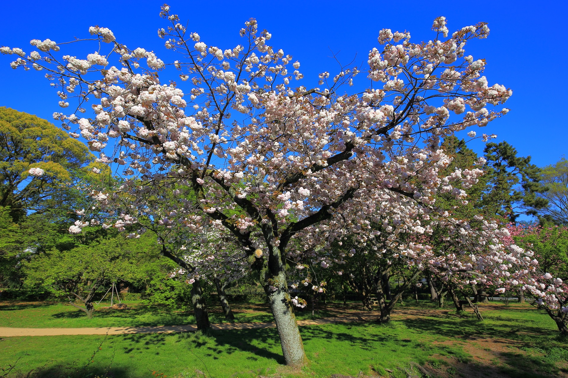 華やかな白の八重桜