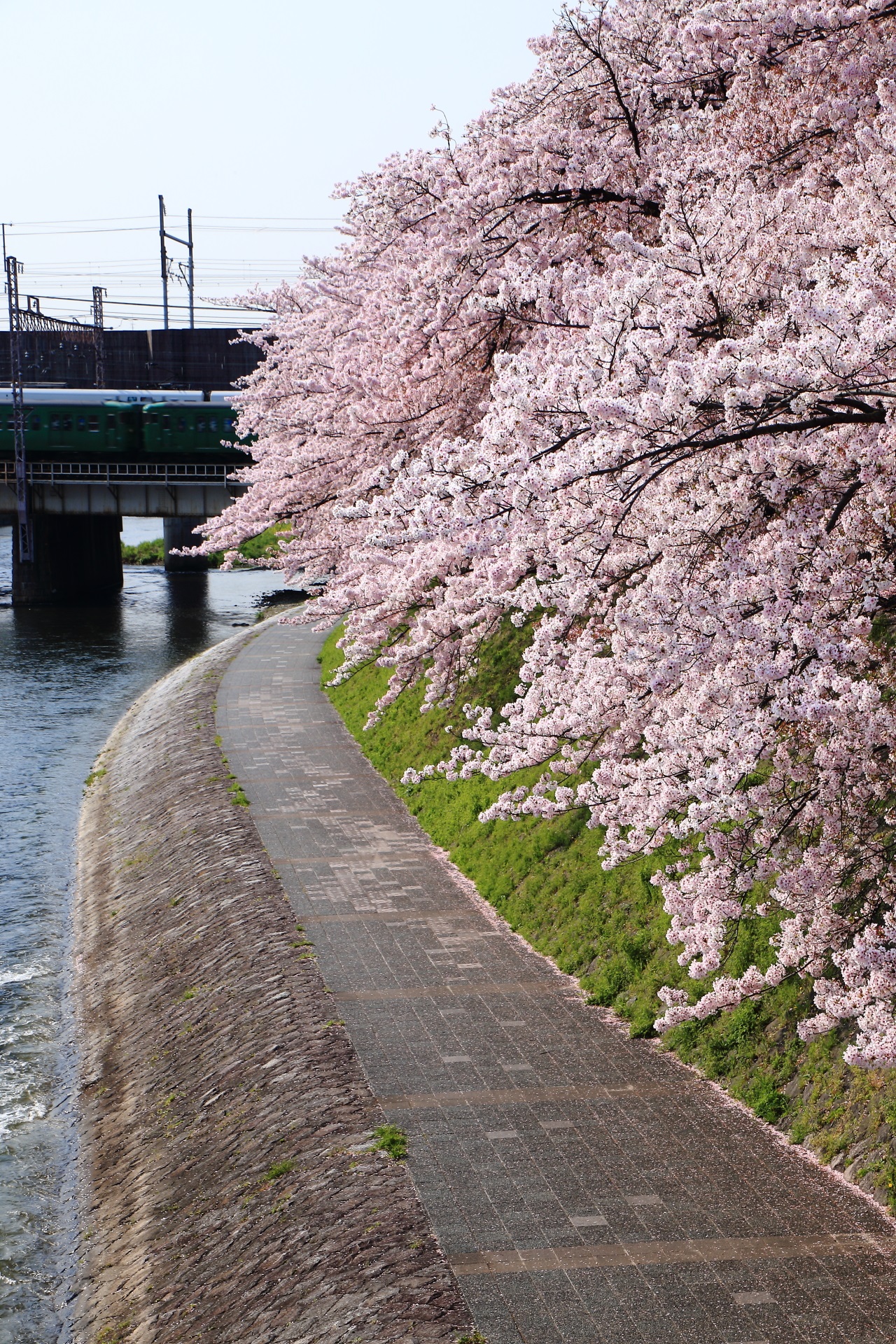 Kyoto Kamo-gawa River cherryblossoms