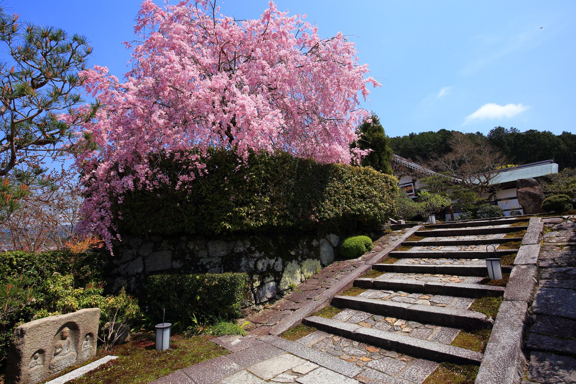 石段の上の石庭「奔龍庭」の立派なしだれ桜