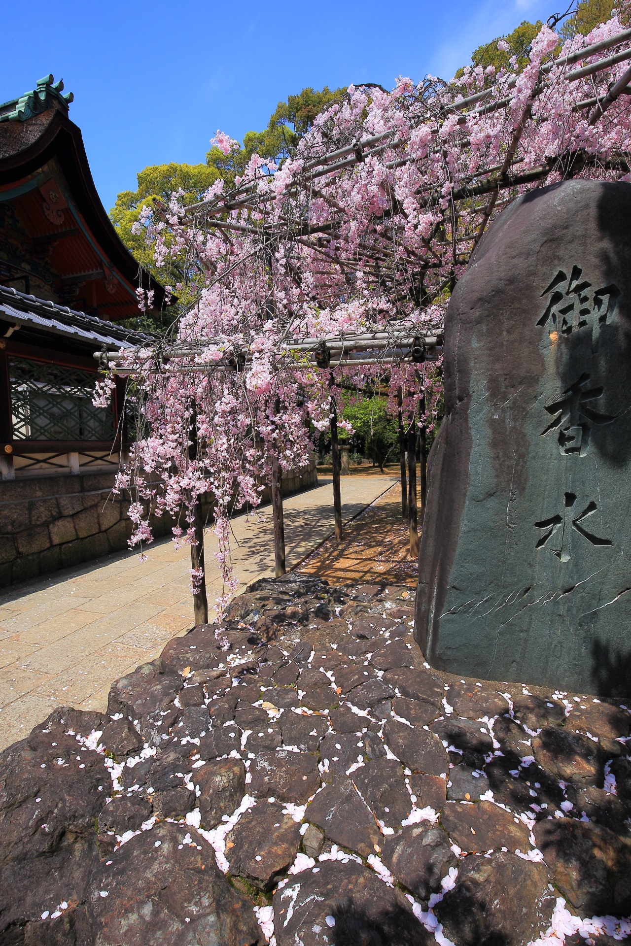 華やかなしだれ桜と御香水石碑