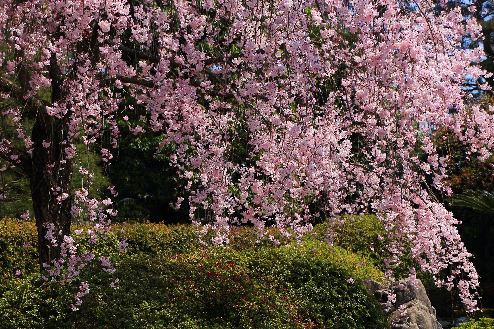 超満開の最高の時期の桜