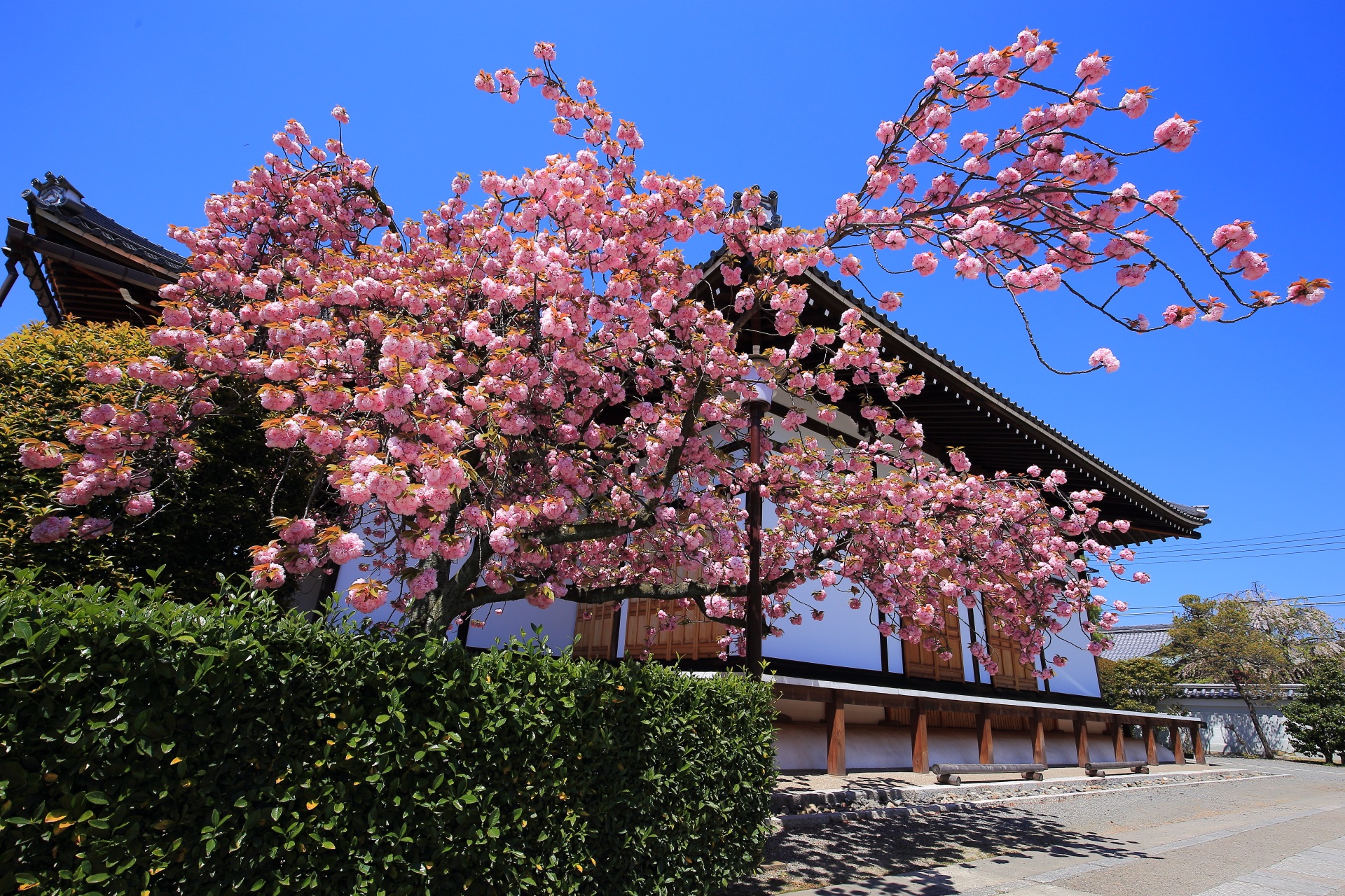 今にも青空に飛び立ちそうな独特の形をした枝の桜