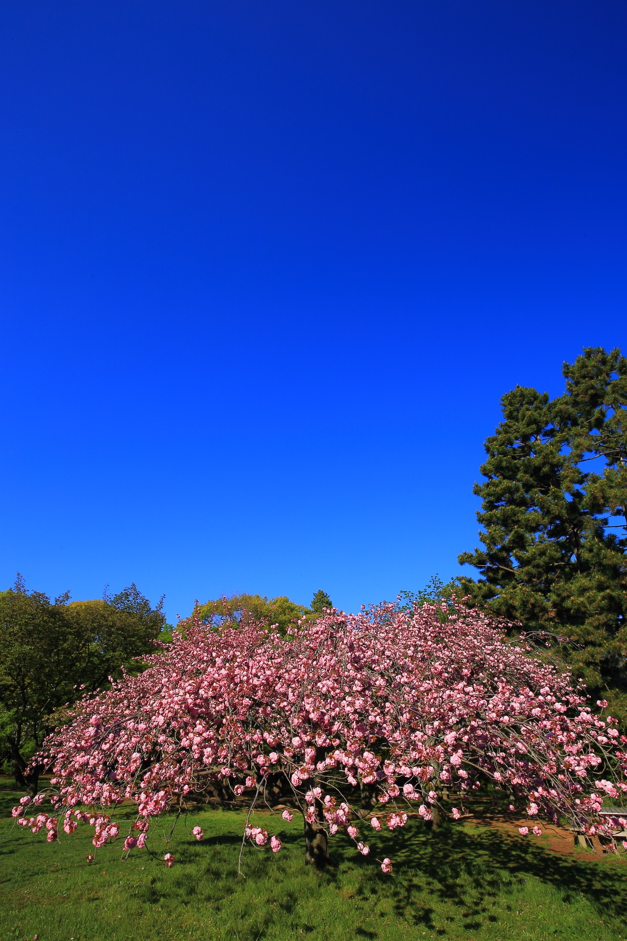 京都御苑の素晴らしい八重桜と青空と春の情景