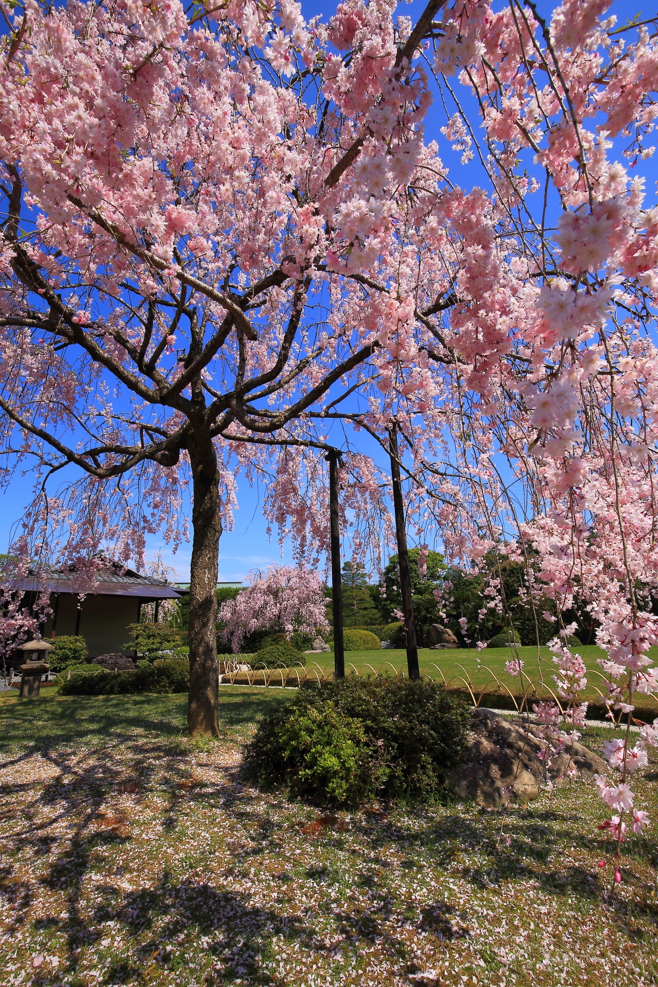 城南宮の素晴らしすぎる桜と青空と優雅な庭園