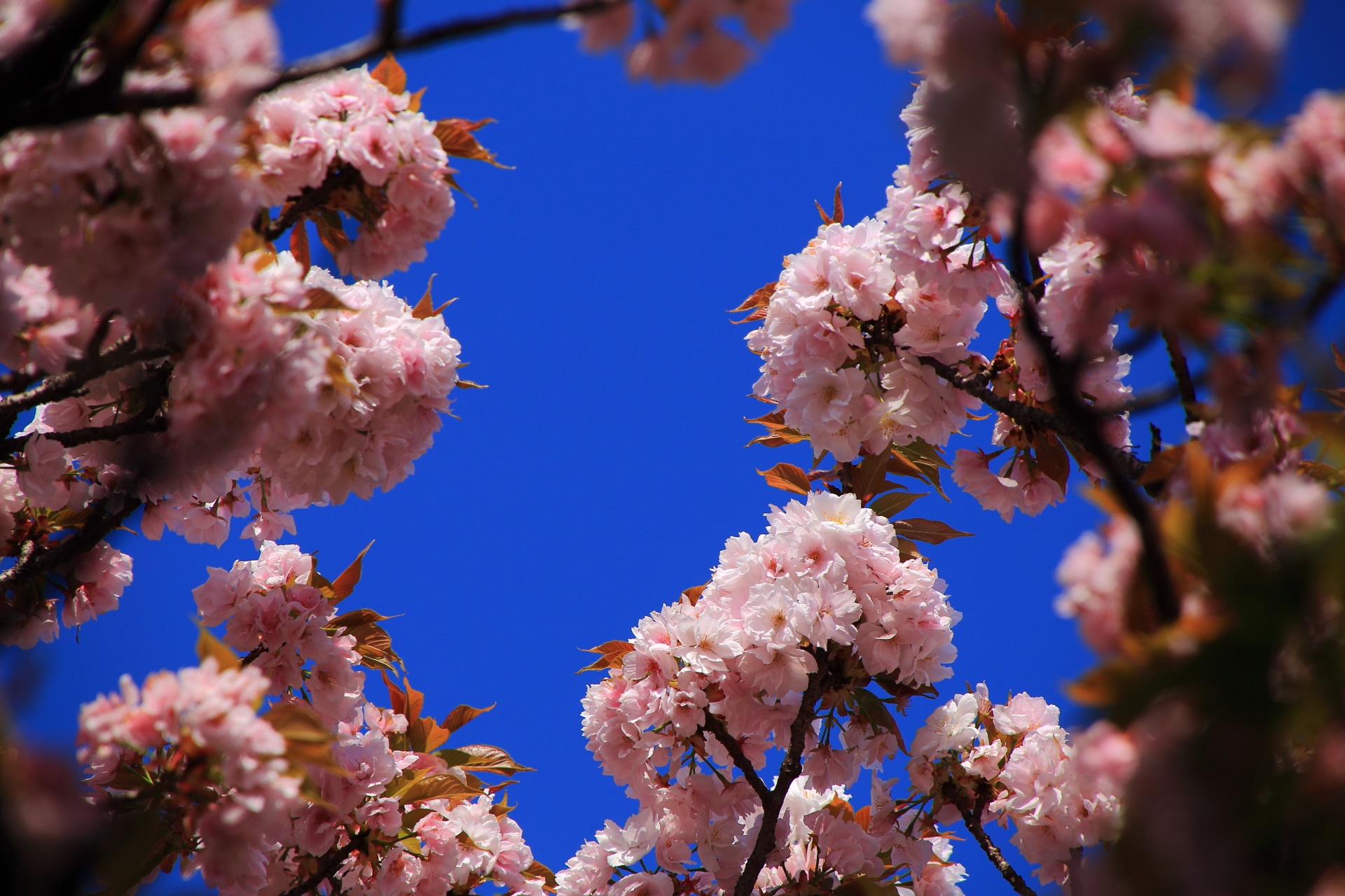 桜の青空は正義