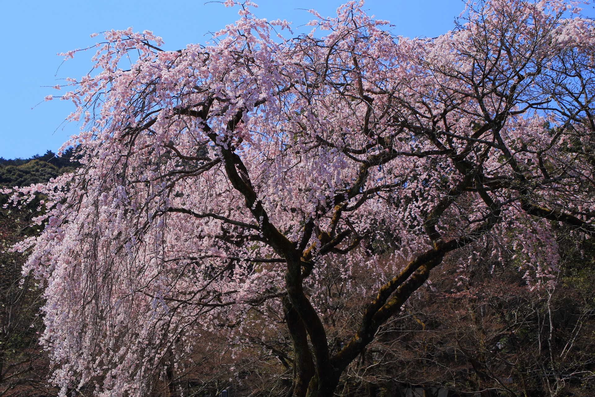 坂の下から見れば雰囲気の異なる円形の桜