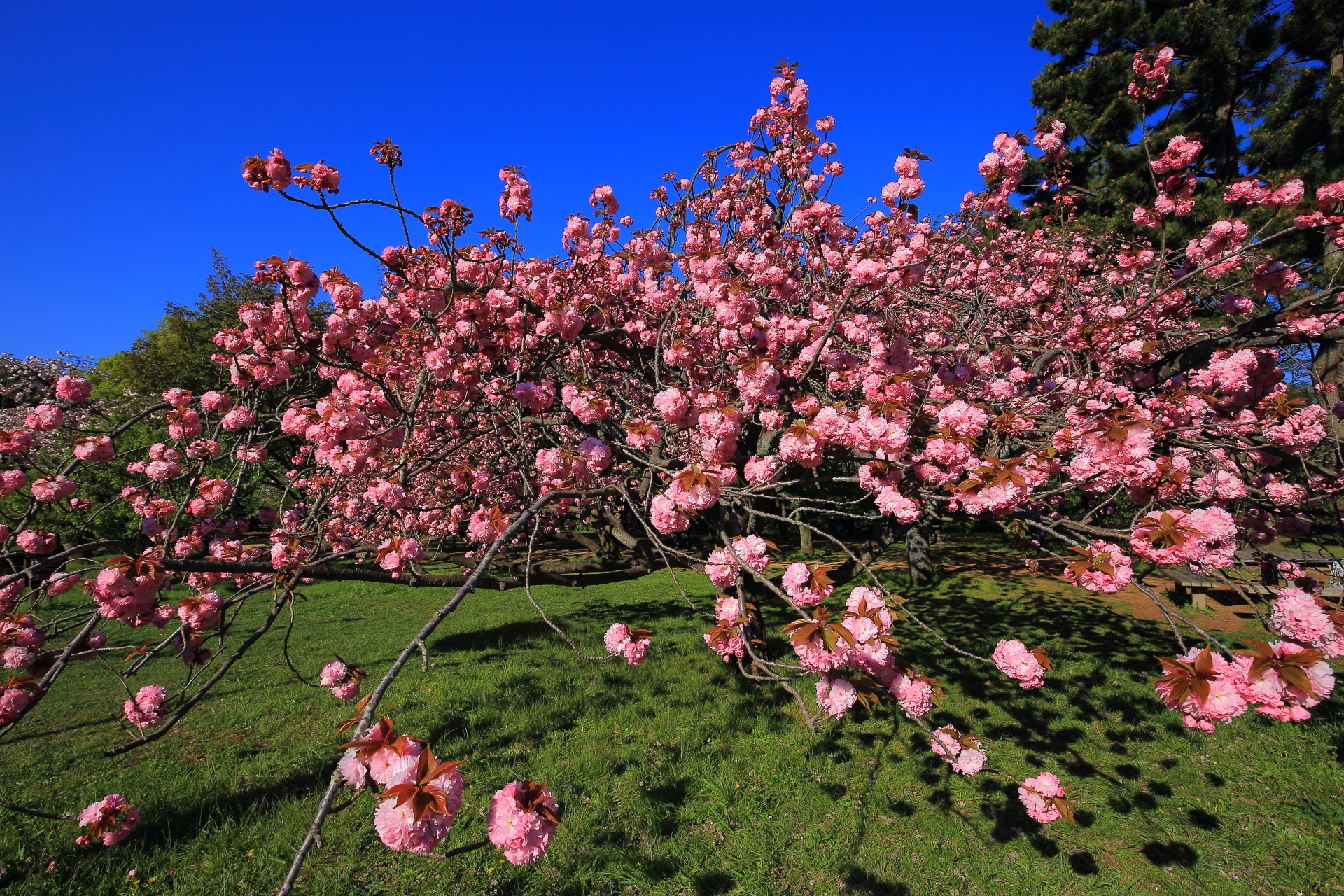 地面をおおうように広がる満開の桜