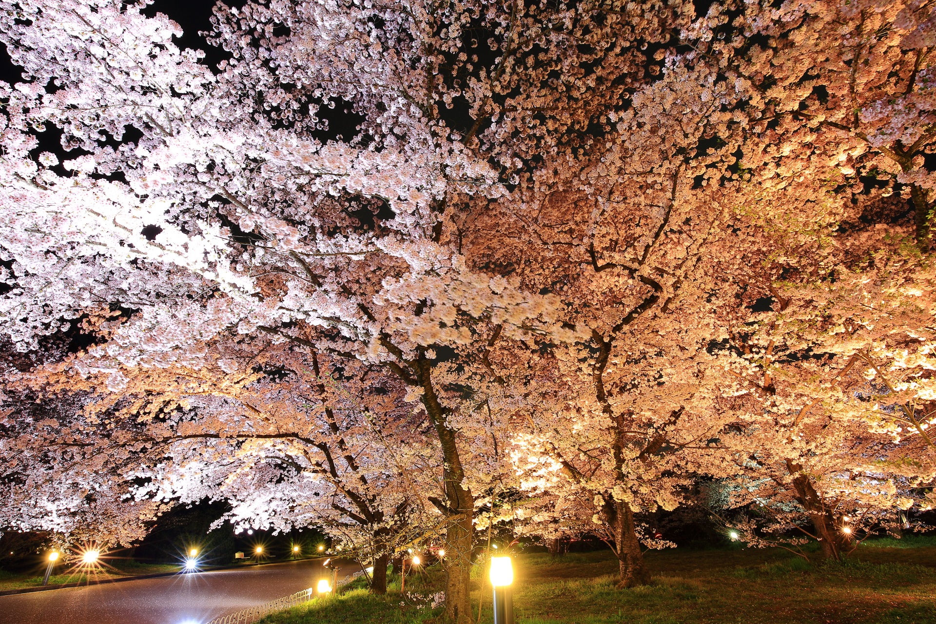 高画質 写真 京都府立植物園 夜桜