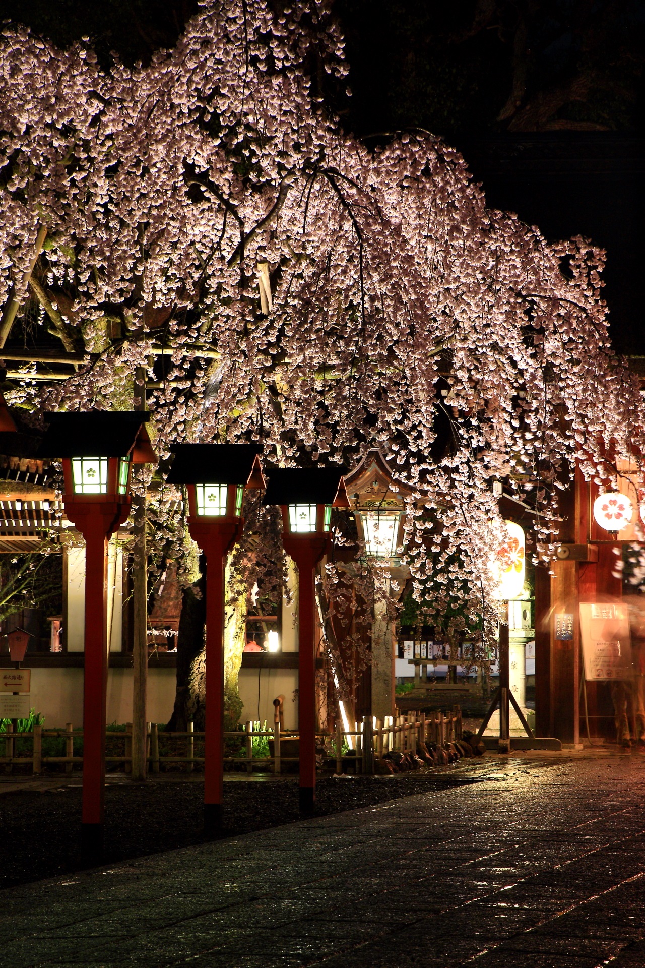 平野神社の魁桜のライトアップ