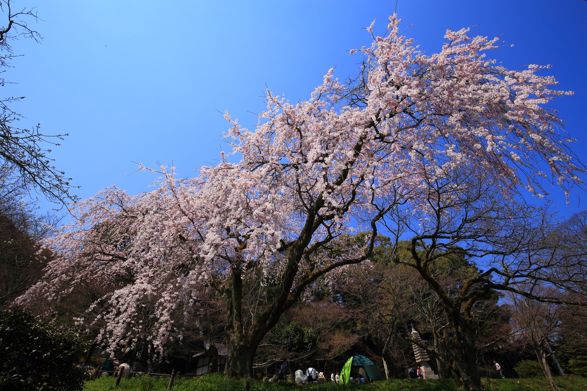 高画質 写真 岩屋寺 桜