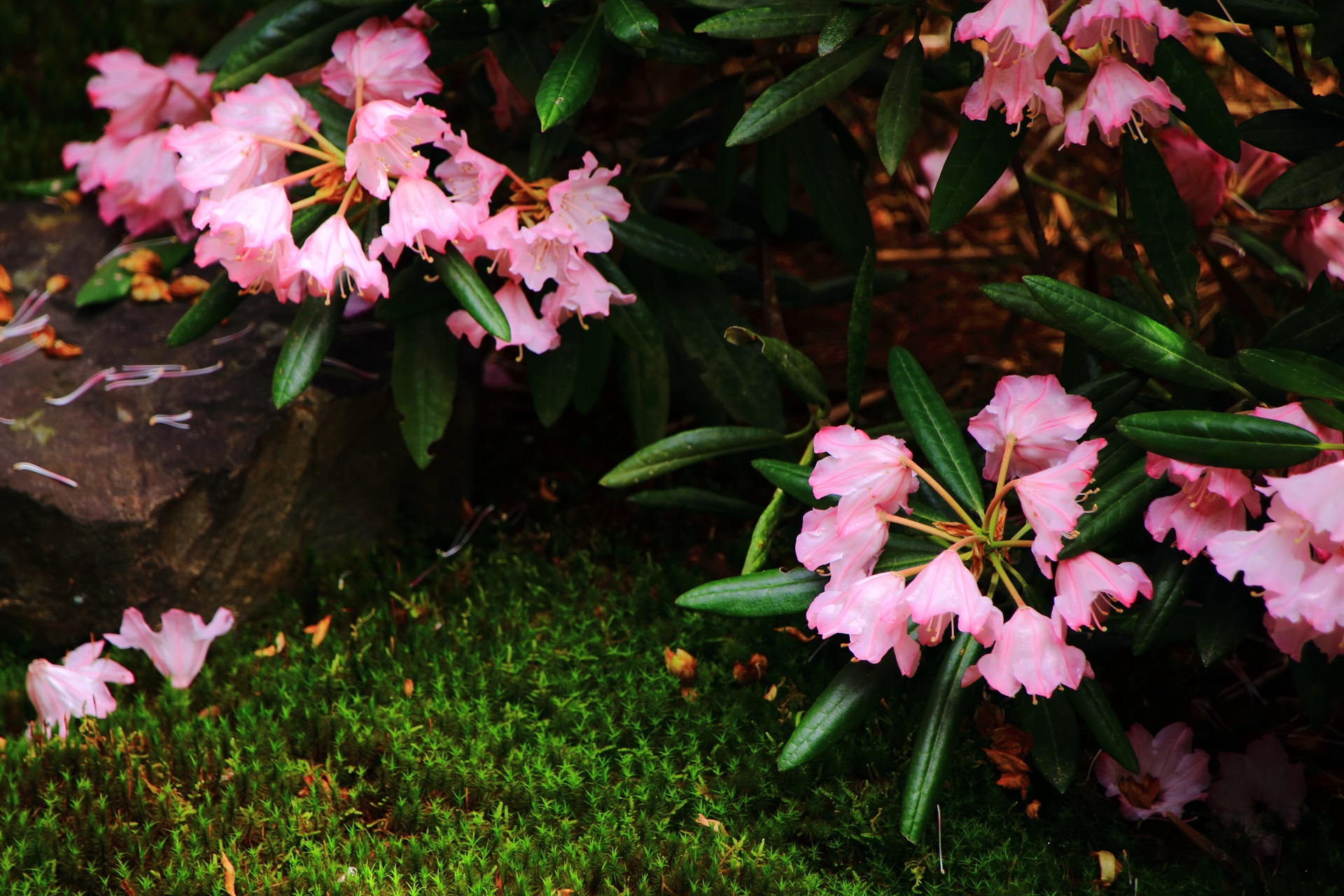緑の苔に映える煌くピンクの石楠花