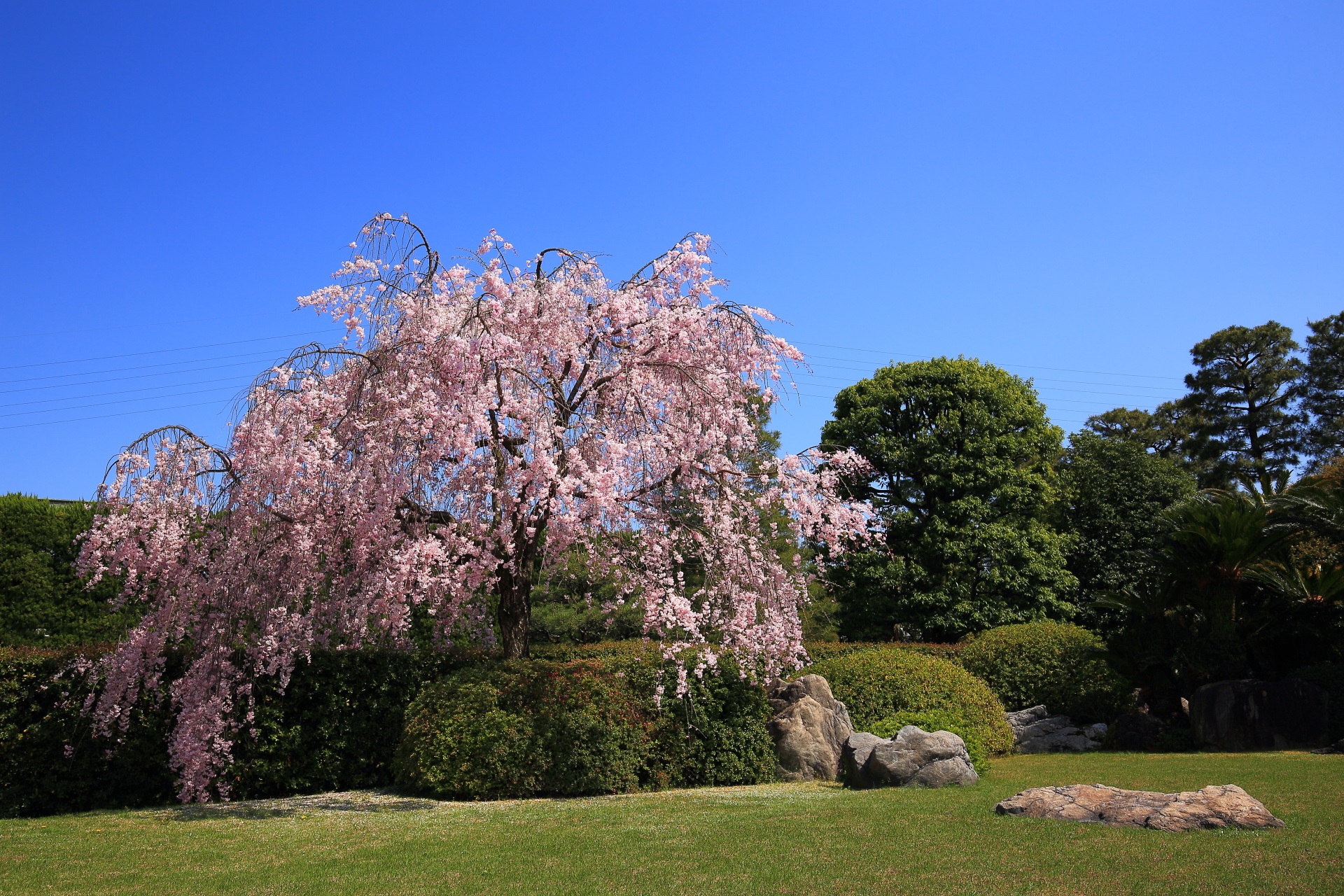 爽快な青空に映える上品な庭園に佇む立派な桜