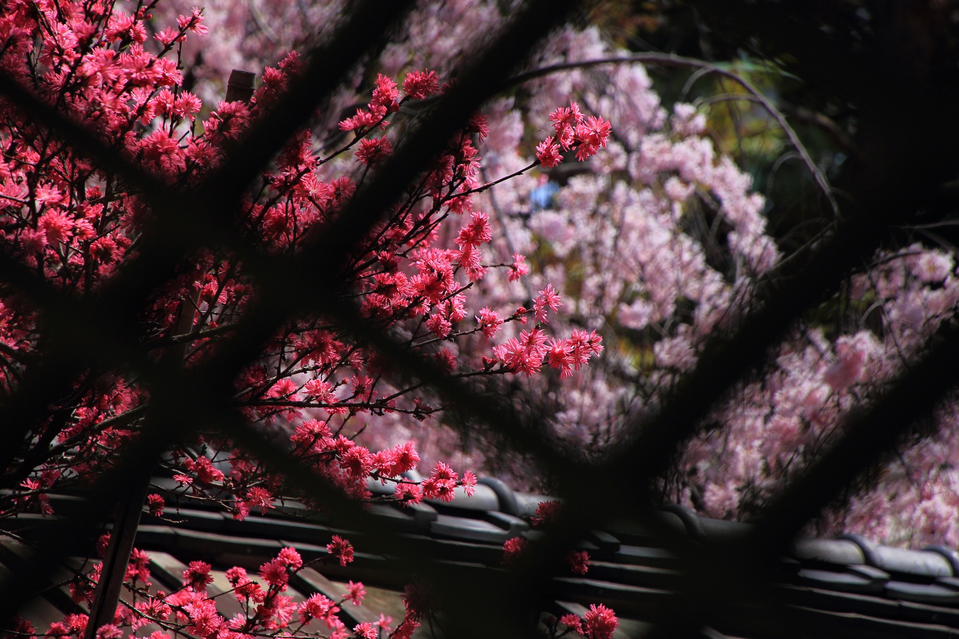 菊桃の鮮やかなピンクと桜の華やかなピンク