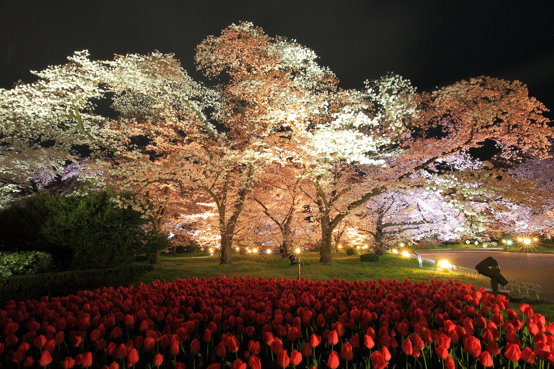 春の京都府立植物園の醍醐味の夜桜とチューリップ