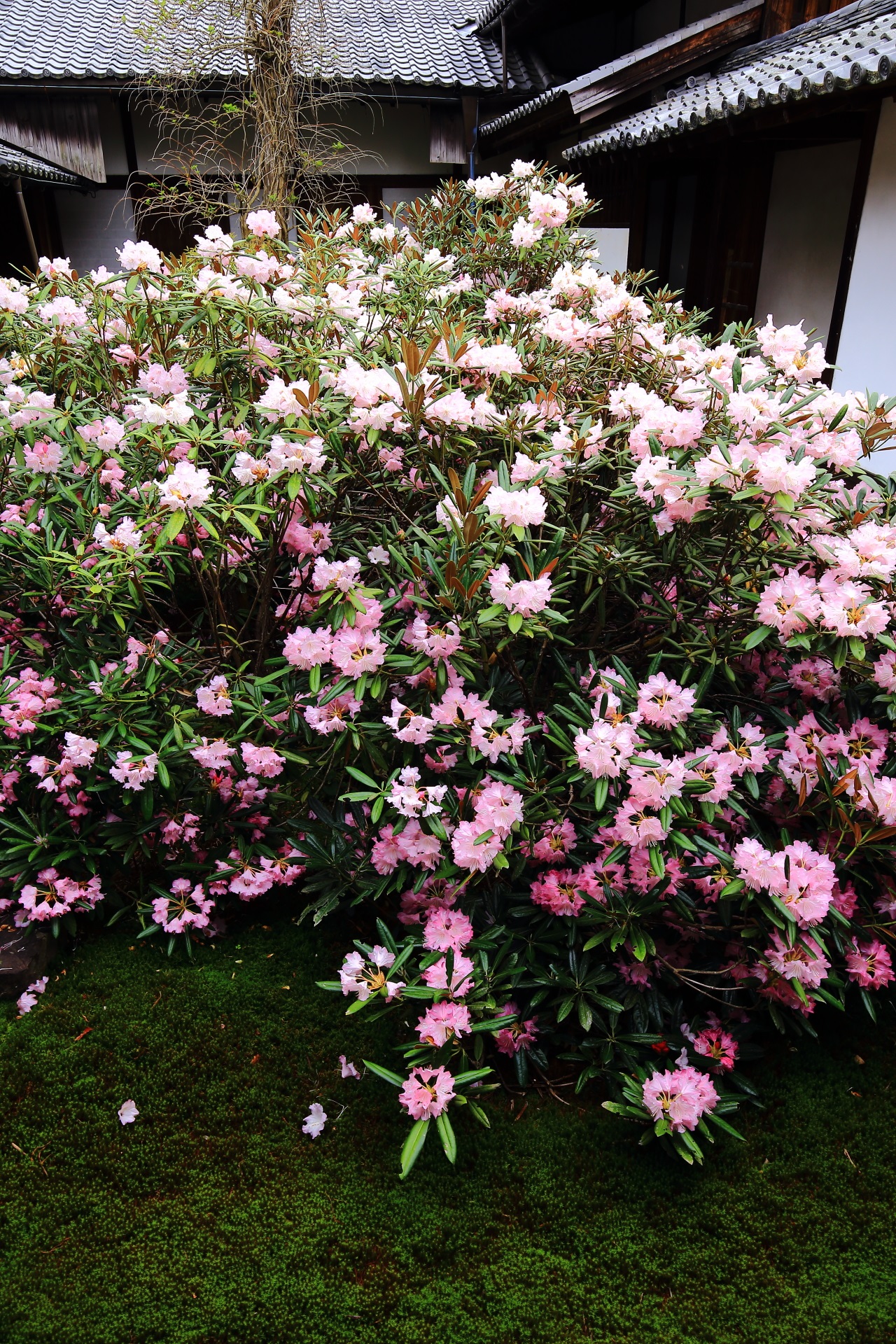 随心院の素晴らしい石楠花と春の情景