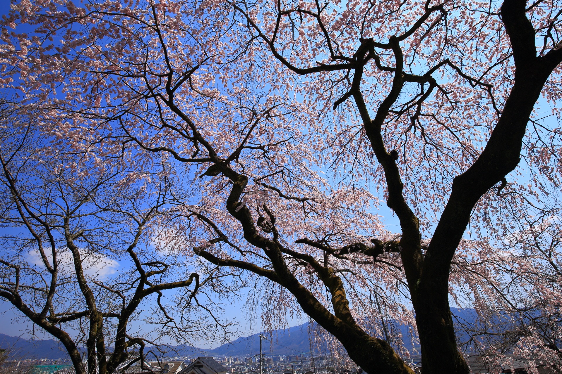 山の中腹にあり市街地を見渡せる岩屋寺の桜