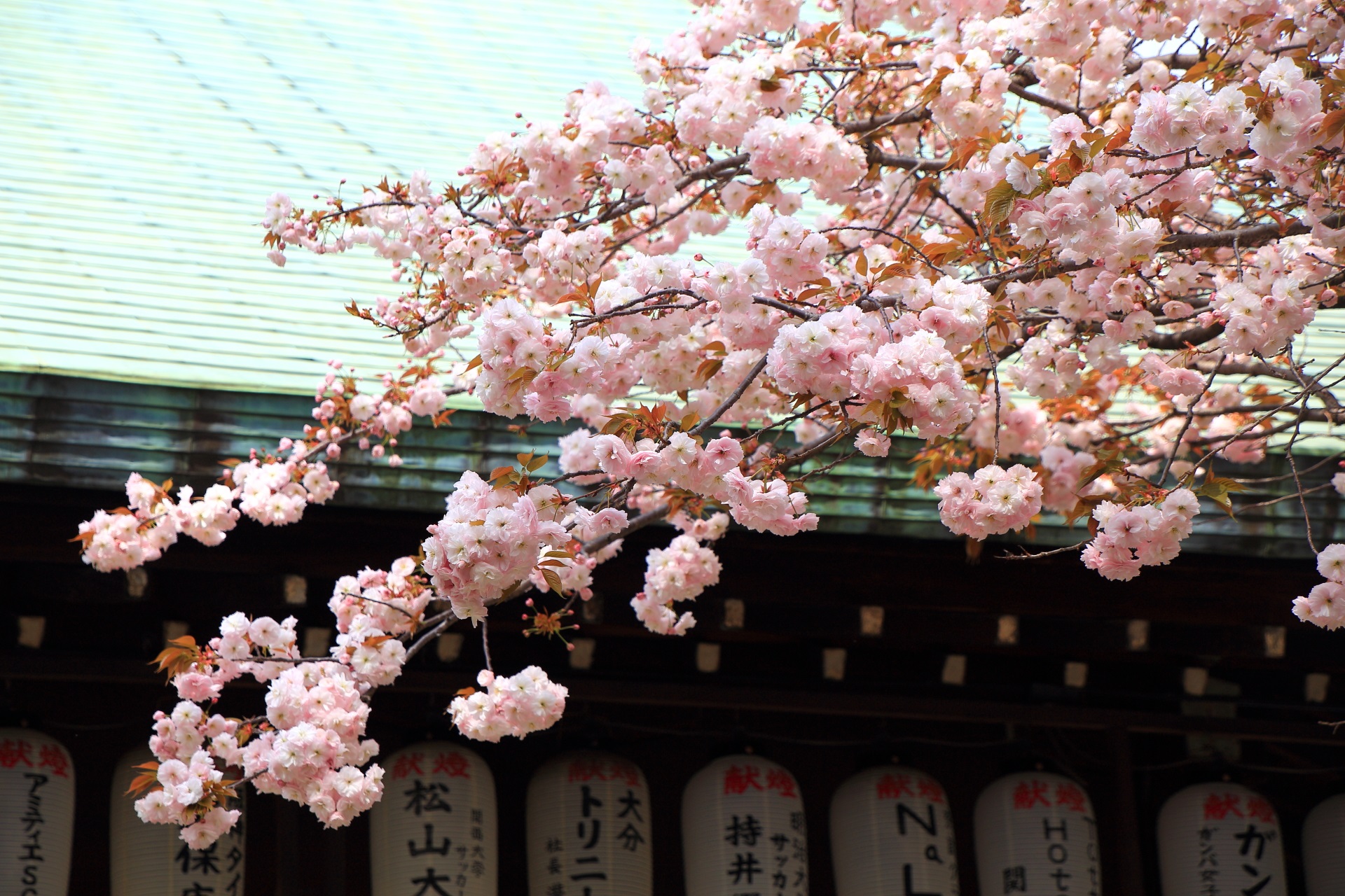 白峯神宮（しらみねじんぐう）の満開の八重桜