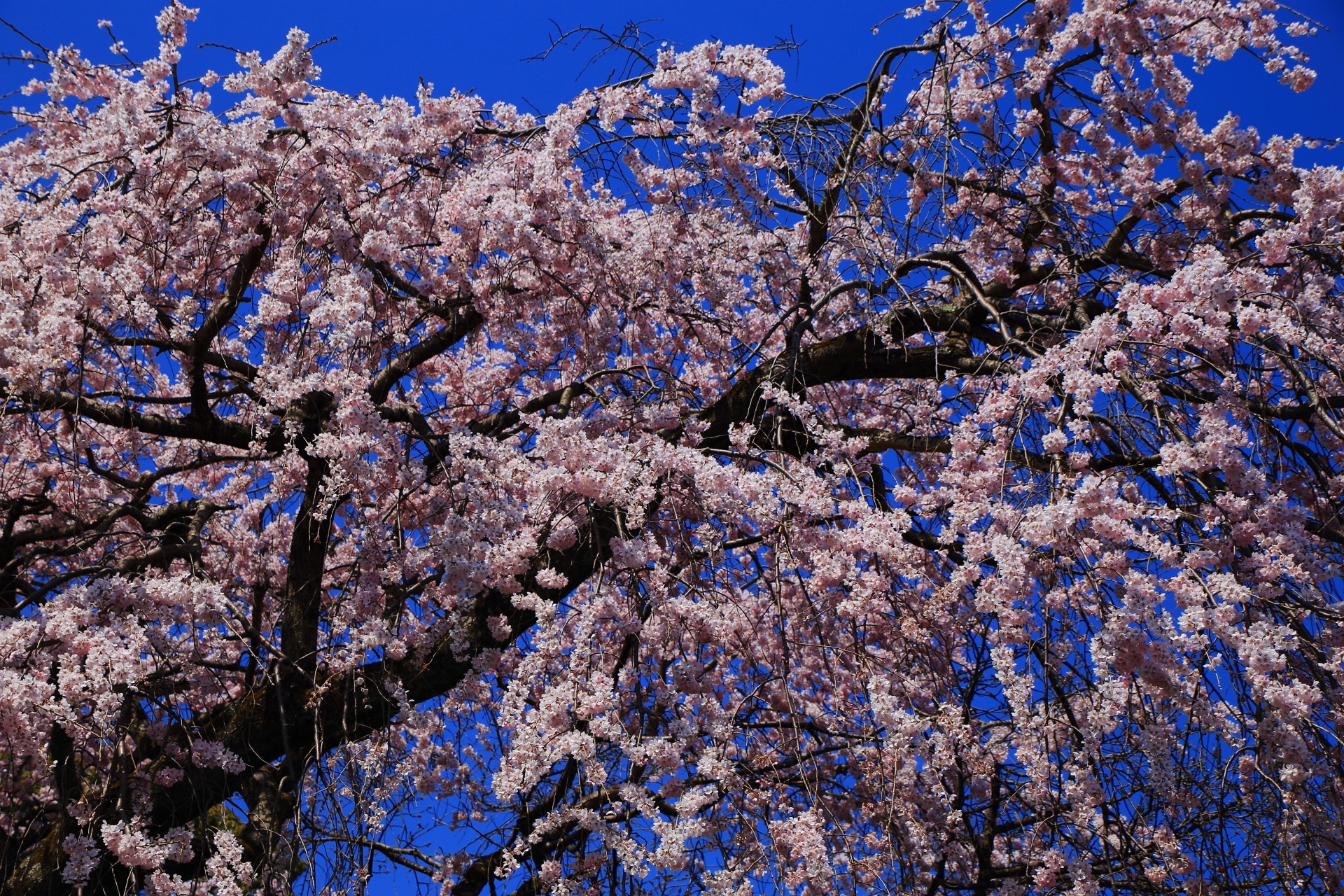 見事な青空に映える華やかなしだれ桜