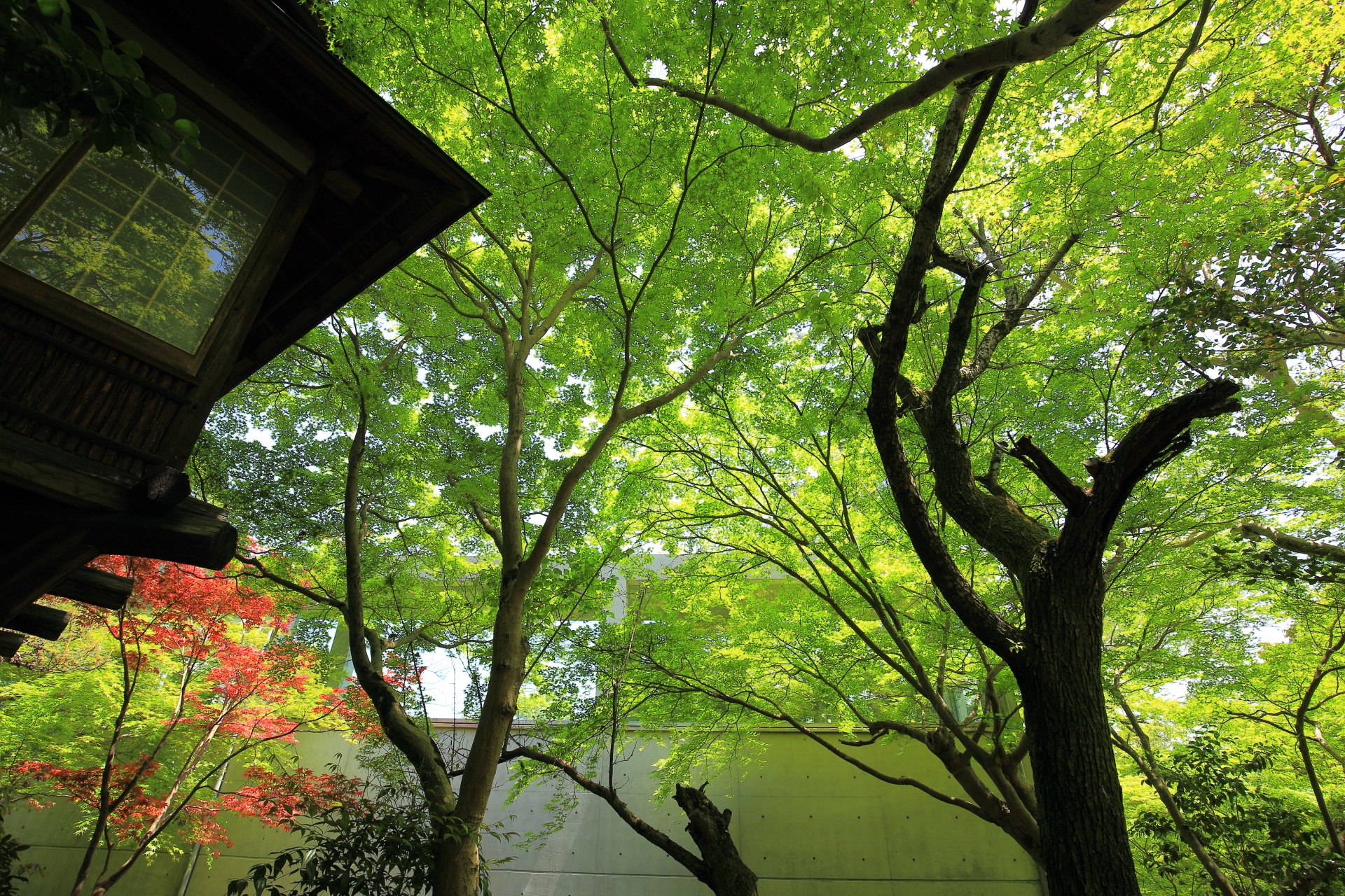 大山崎山荘美術館の地中館付近の新緑