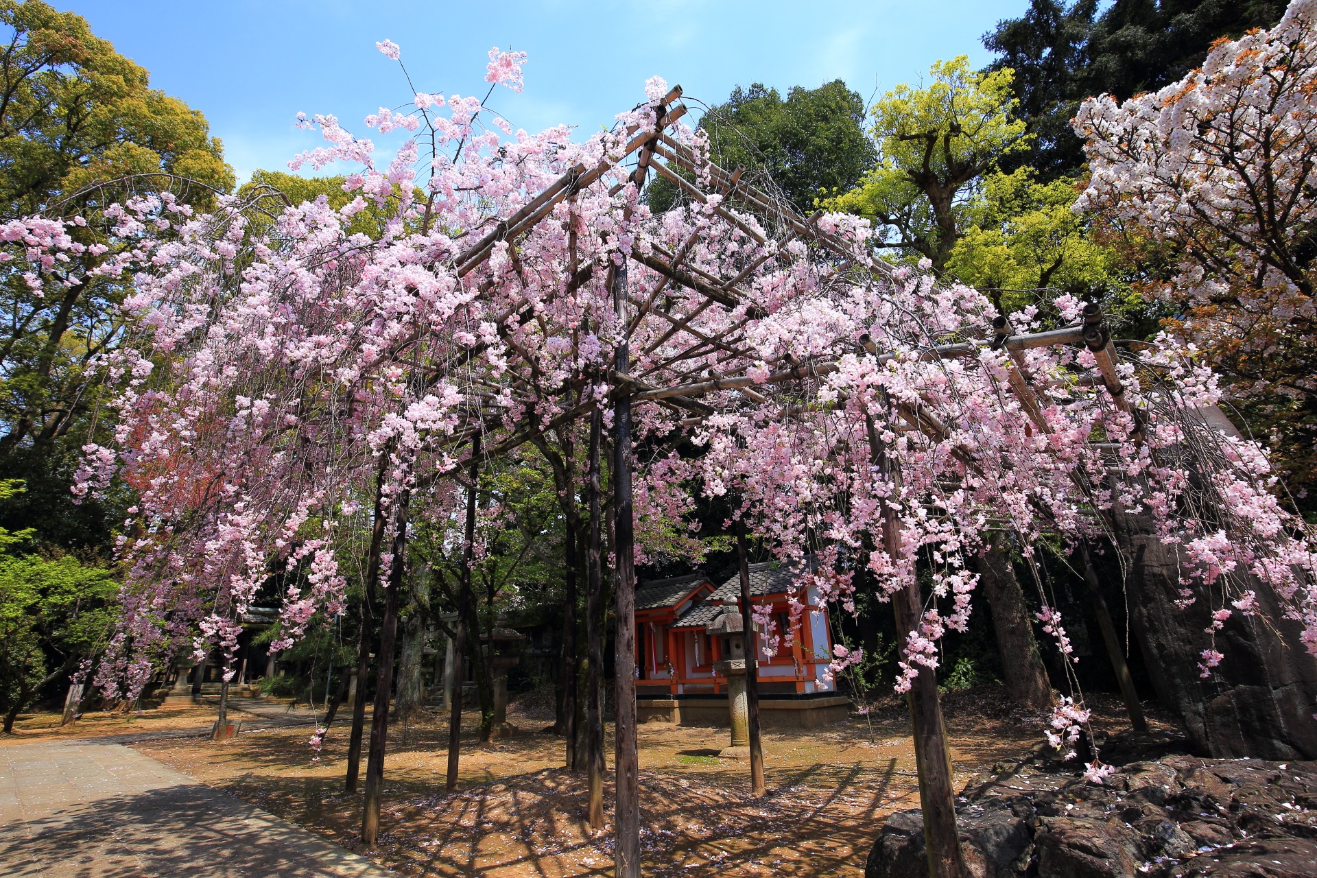 高画質 写真 しだれ桜 御香宮神社