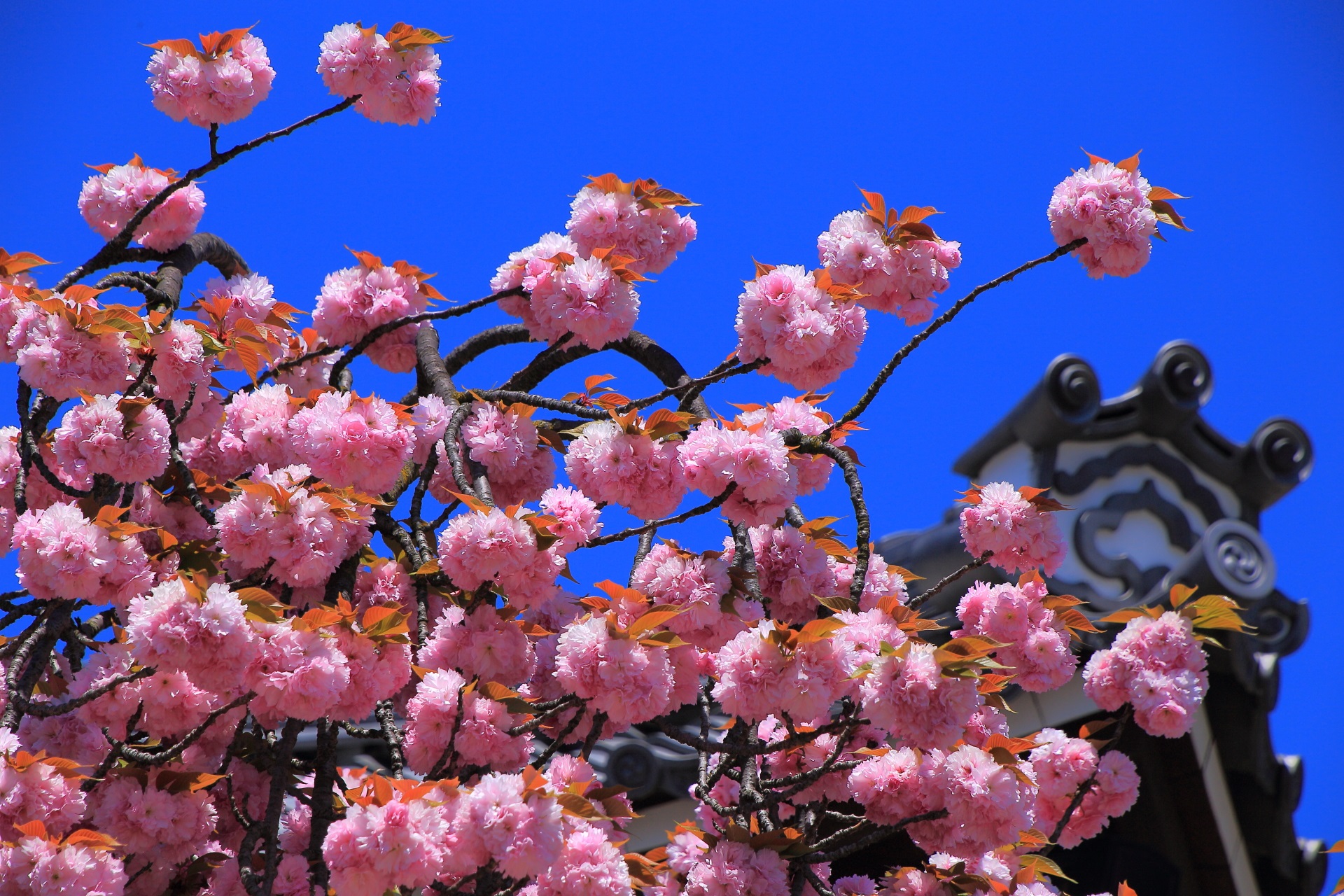 太陽に照らされて煌びやかに輝く桜