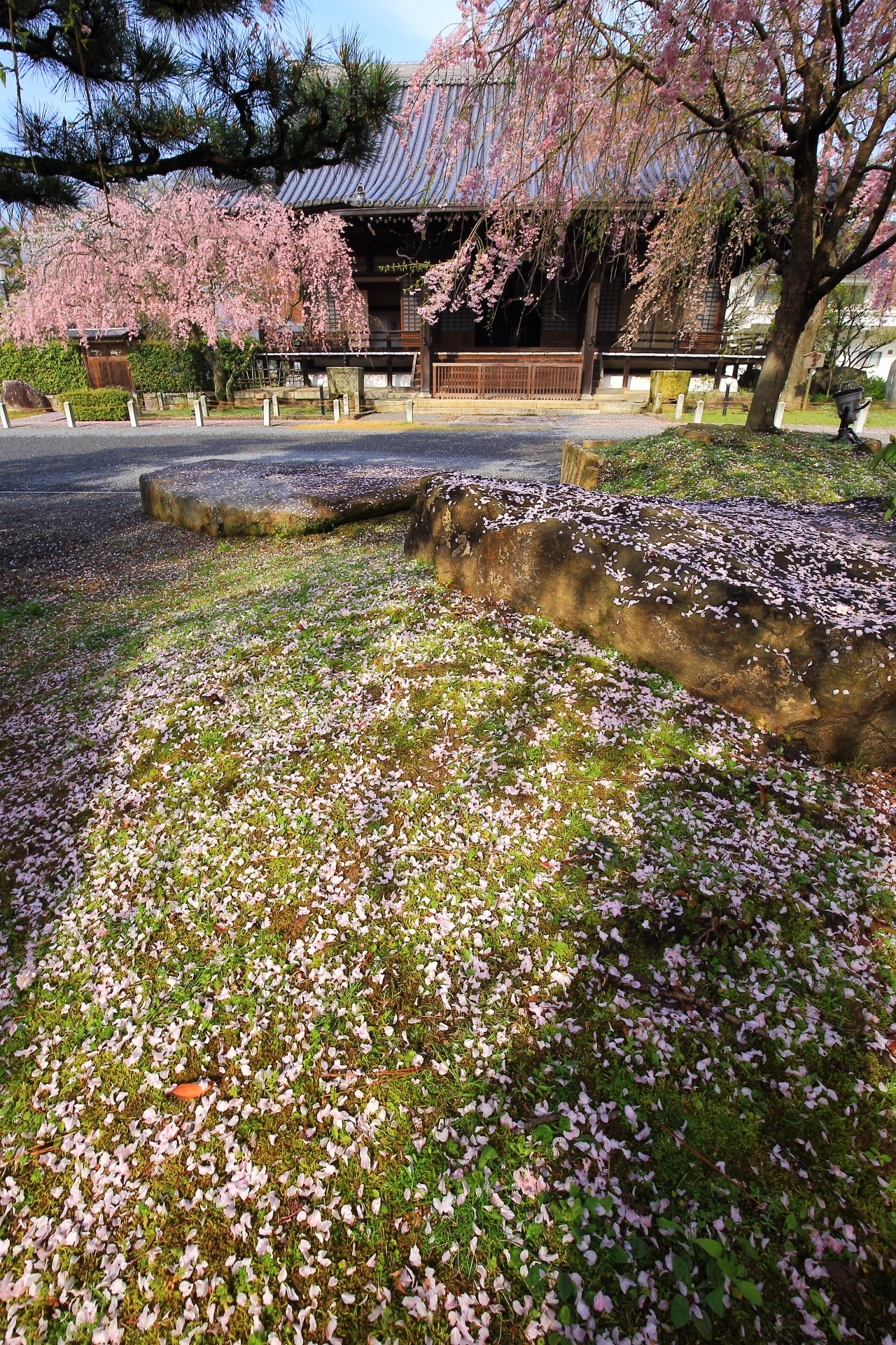 妙満寺の見事な桜と散り桜