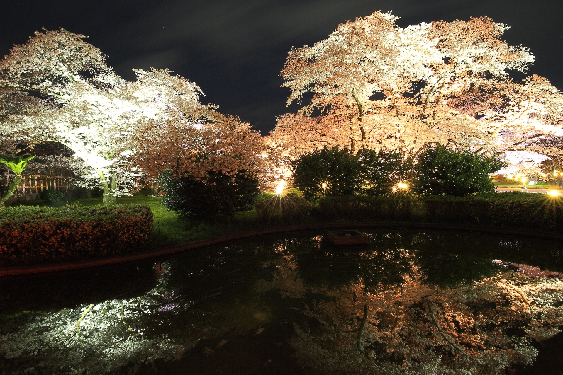 観覧温室前の鏡池付近の夜桜