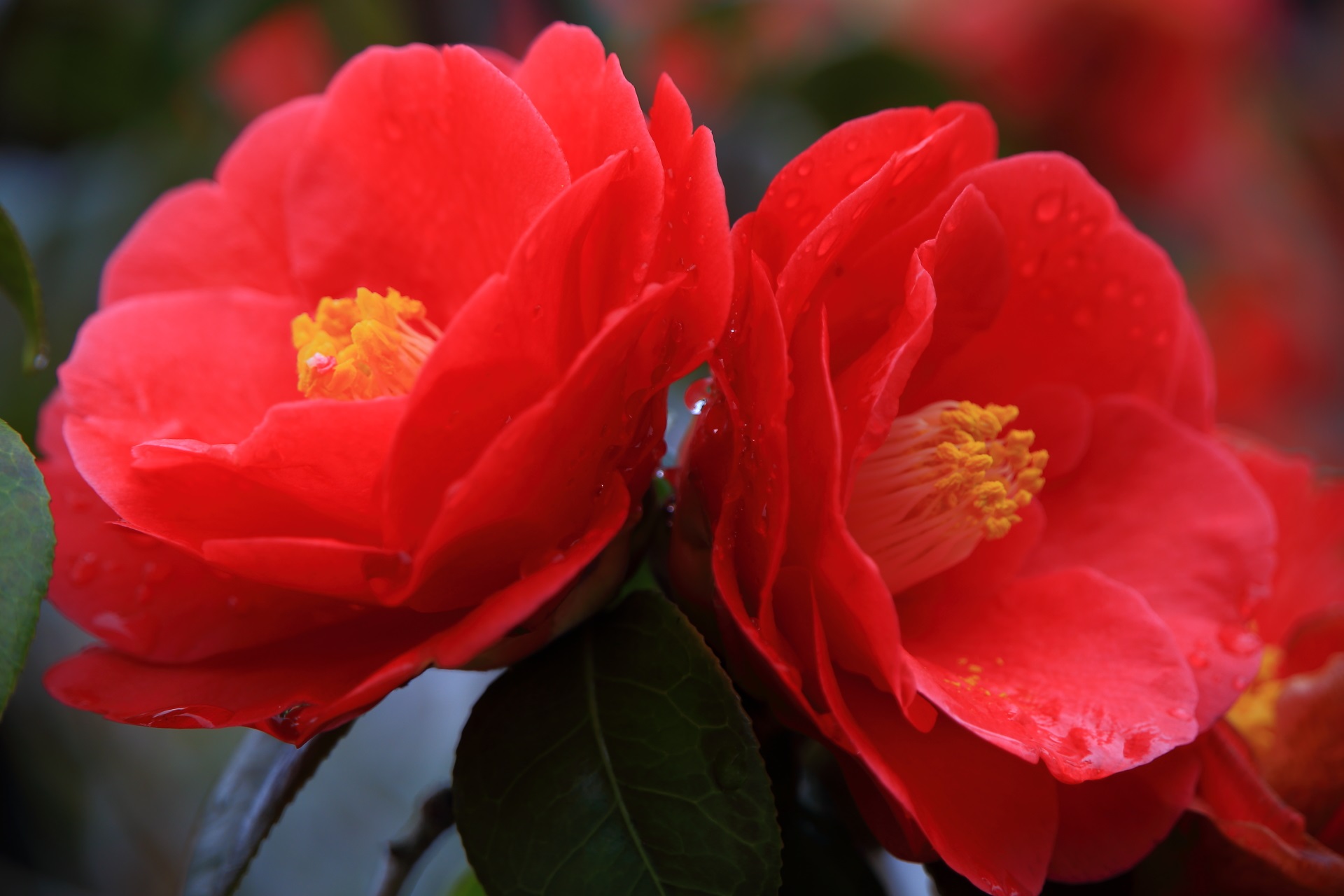 見事に咲き誇る鮮烈な赤い椿の花