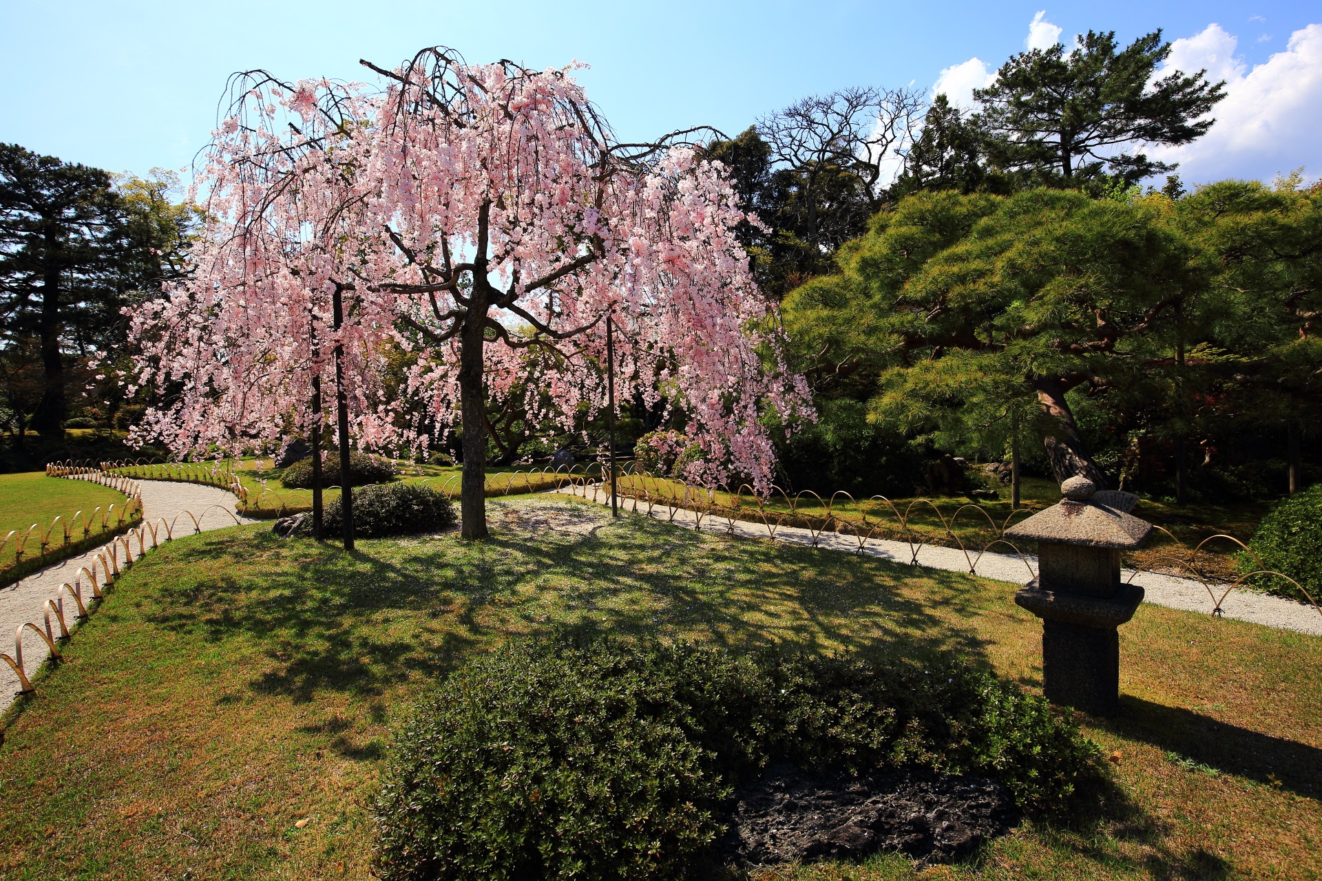 曜日や時間帯によっては空いている素晴らしい桜が見られる城南宮