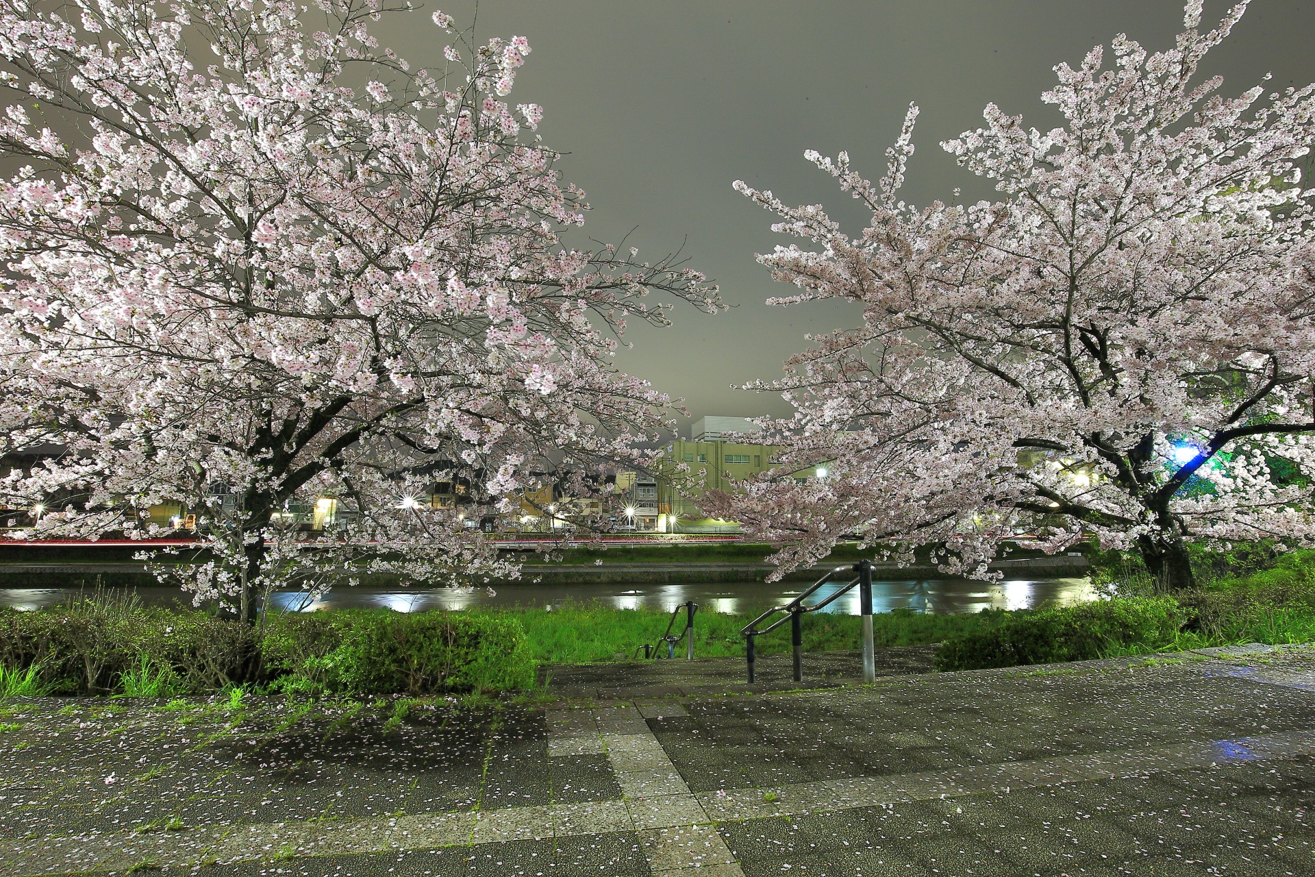 鴨川沿いの絵になる夜桜
