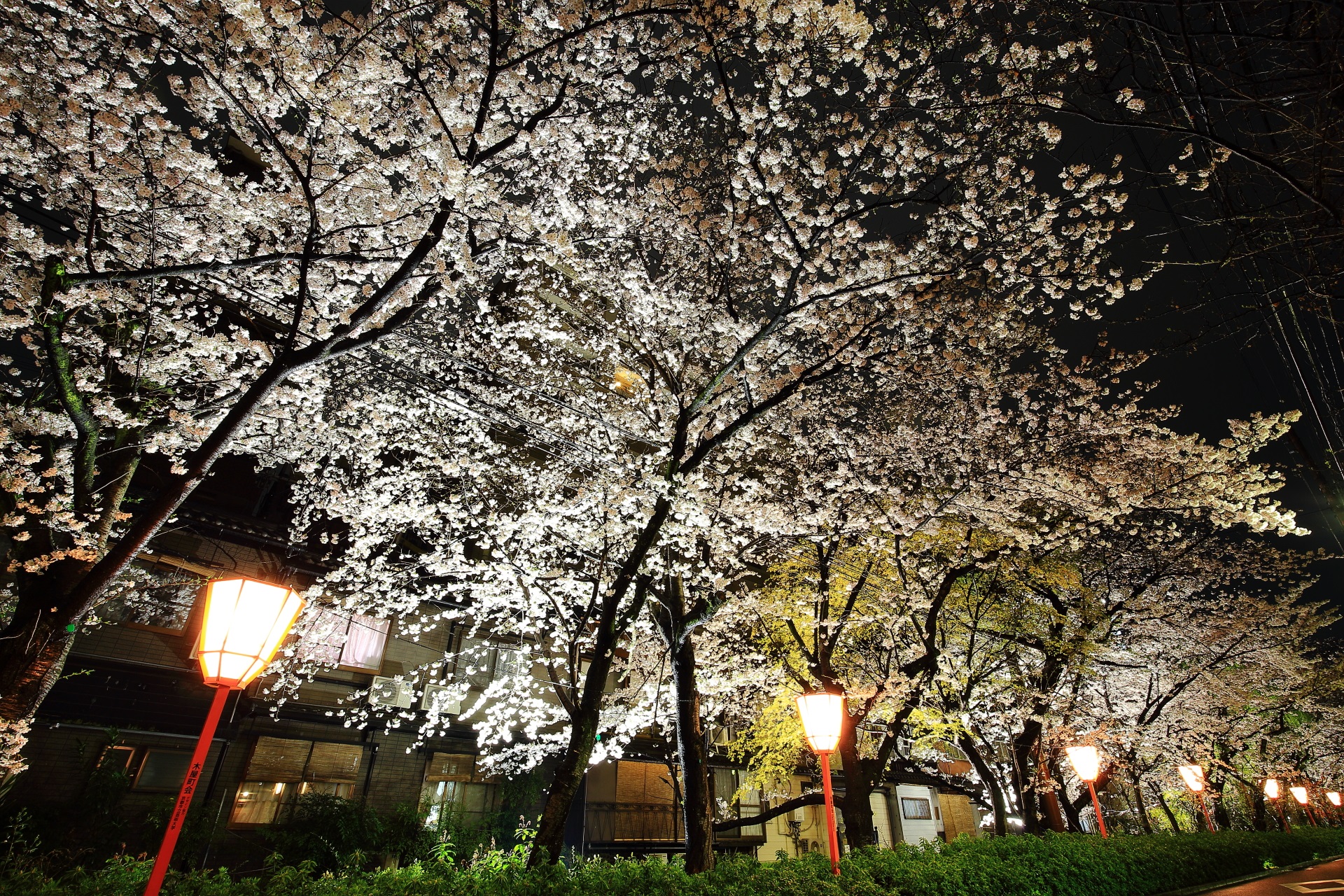 木屋町通の夜桜ライトアップ