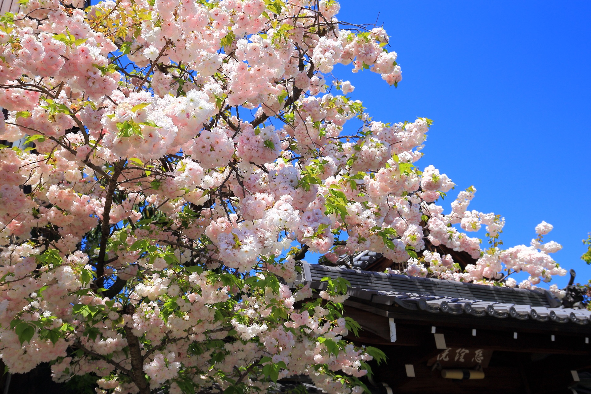豪快に咲き誇る超満開の八重桜