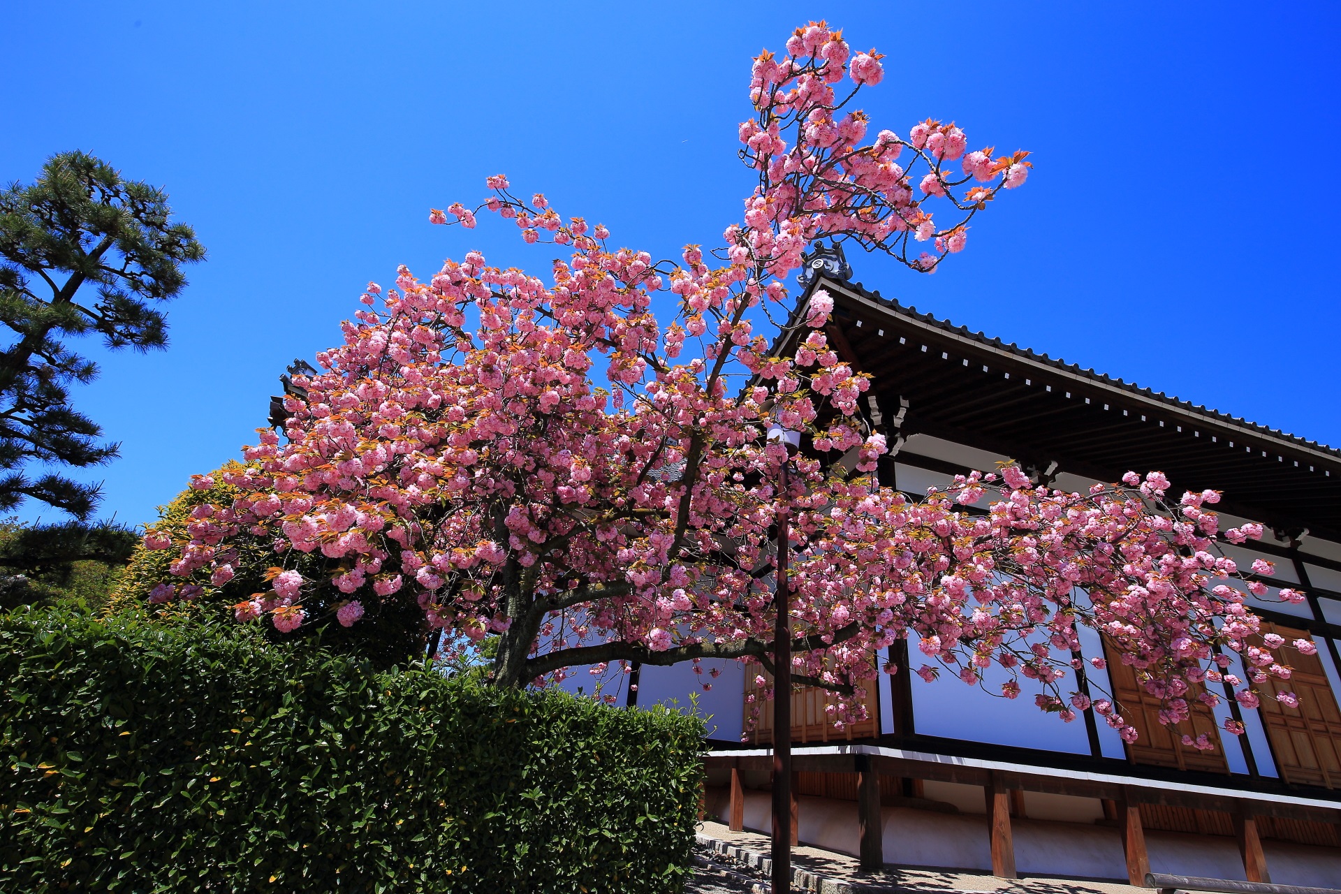 妙蓮寺の本堂横の八重桜