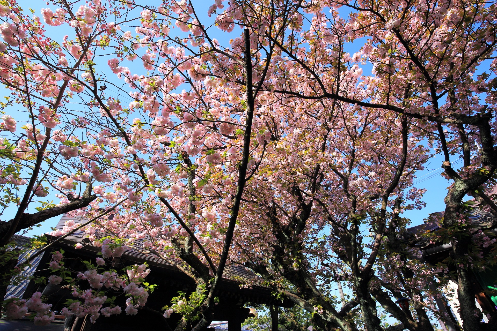 雨宝院 緑の桜と八重桜 遅咲きの桜にそまる名所 | 京都もよう KYOTO MOYOU