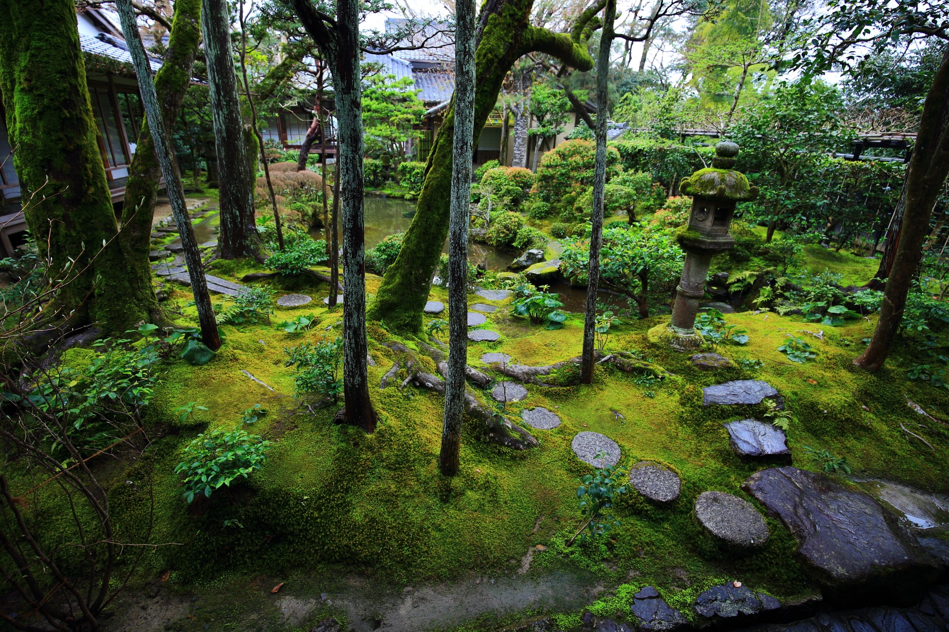 苔と飛び石が綺麗な法然院の方丈庭園