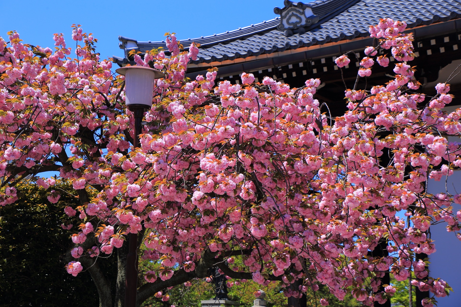 モコモコしてピンクのボールみたいに豪快に咲き誇る八重桜