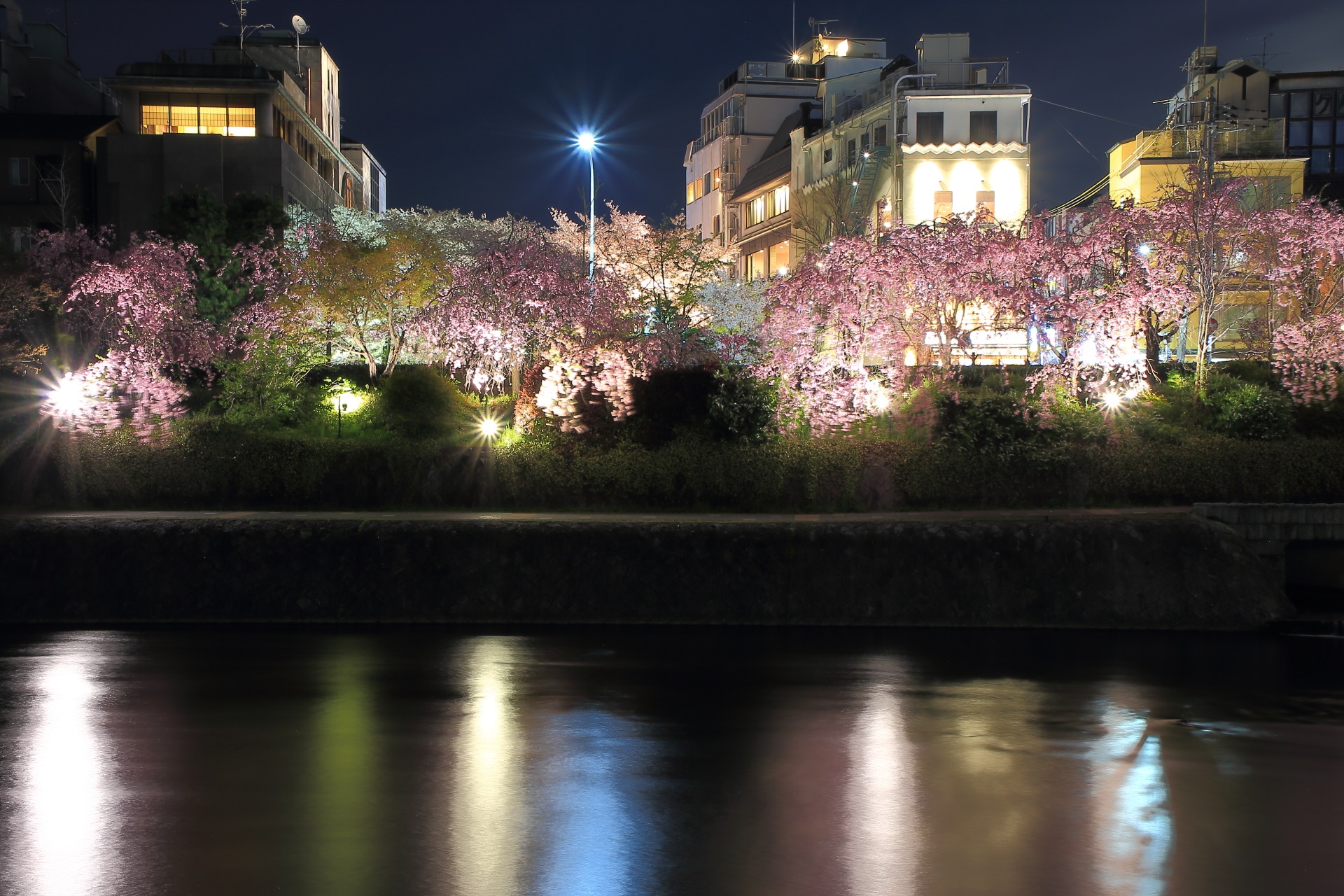 高画質 写真 夜桜ライトアップ 鴨川