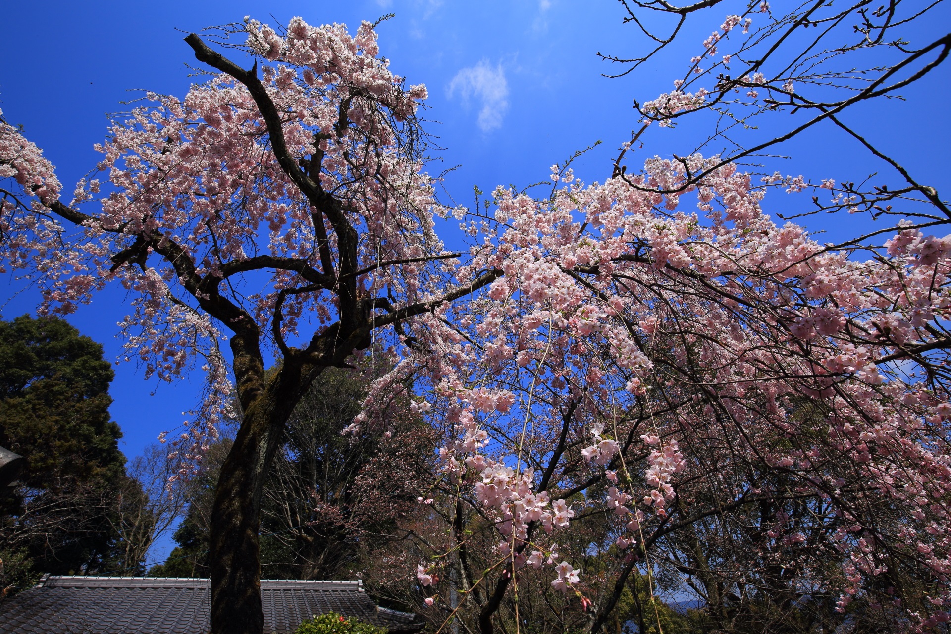 青空から降り注ぐ満開の華やかな桜