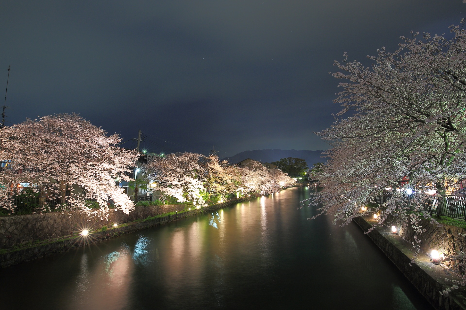 冷泉通沿いの疏水の闇夜を華やかに彩る夜桜