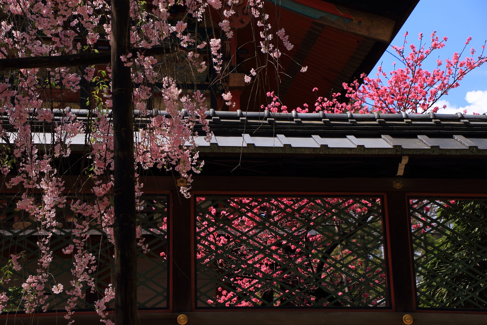 御香宮神社の菊桃としだれ桜の春の競演
